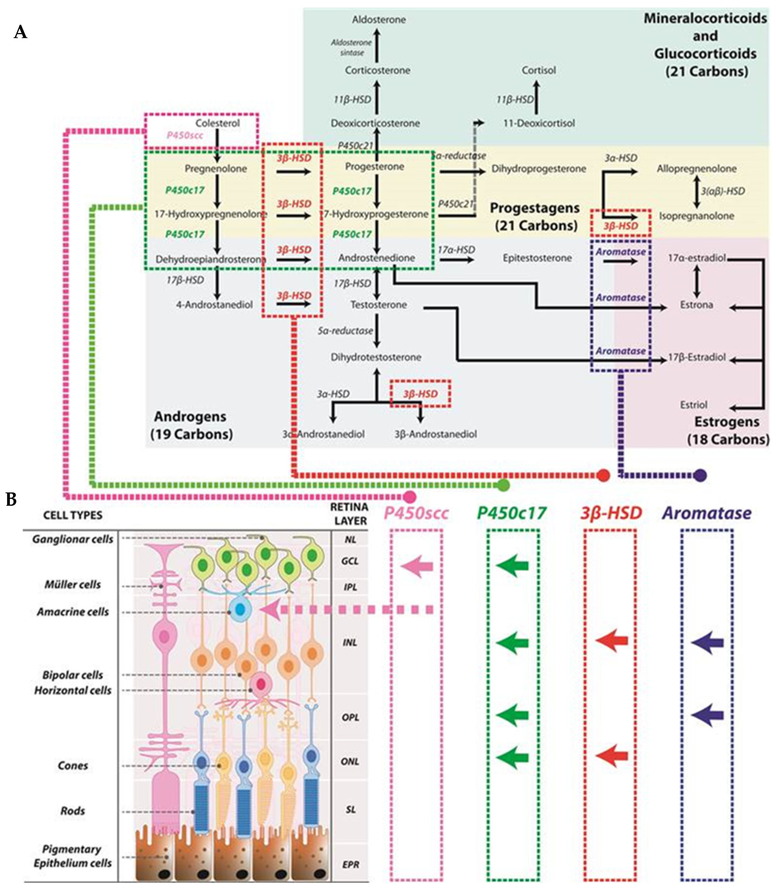 Biomolecules 14 01262 g001 Biomolecules 14 01262 g001