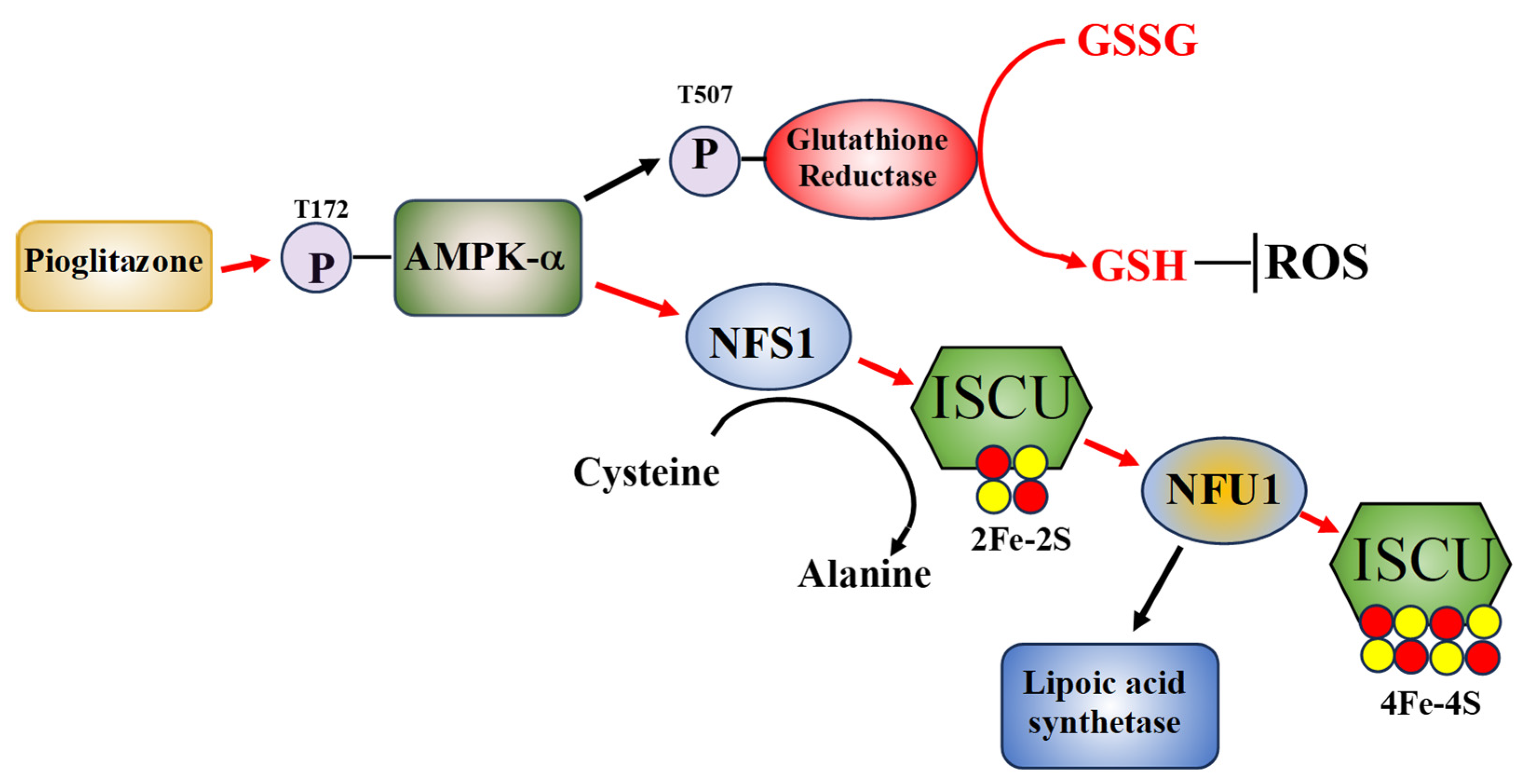 Pioglitazone as a Possible Treatment for Ataxia-Telangiectasia Pioglitazone as a Possible Treatment for Ataxia-Telangiectasia