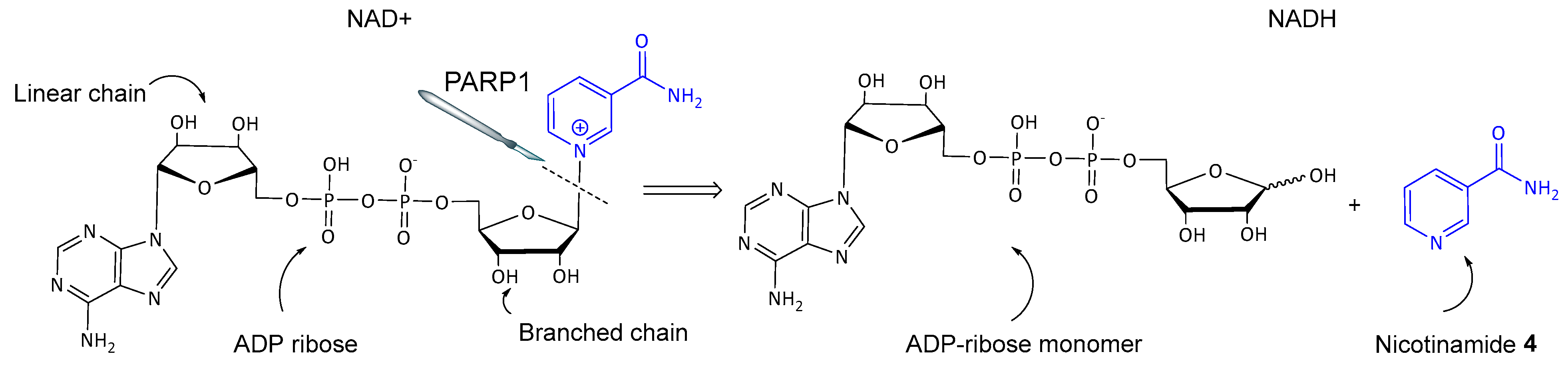 Biomolecules 14 01269 g003