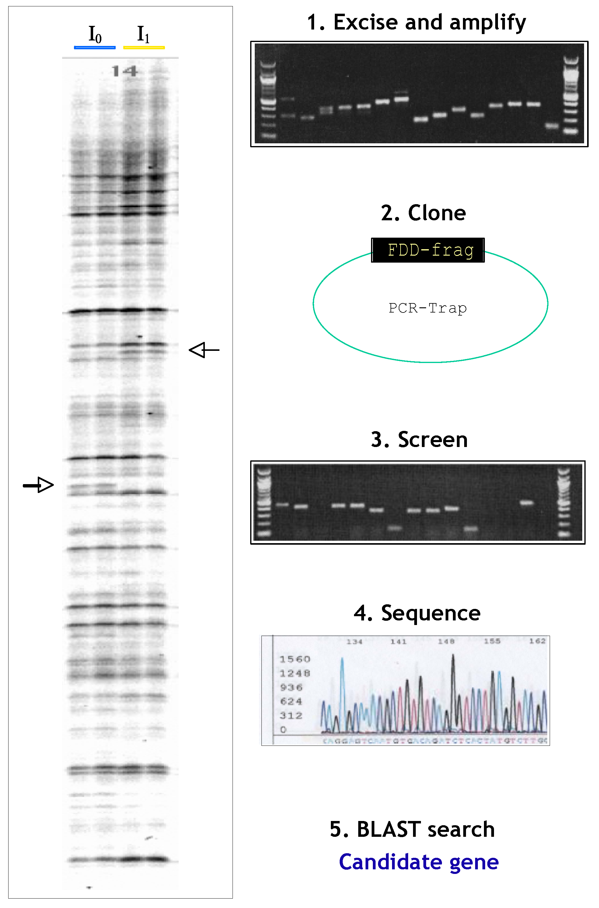 Biomolecules 14 01271 g005