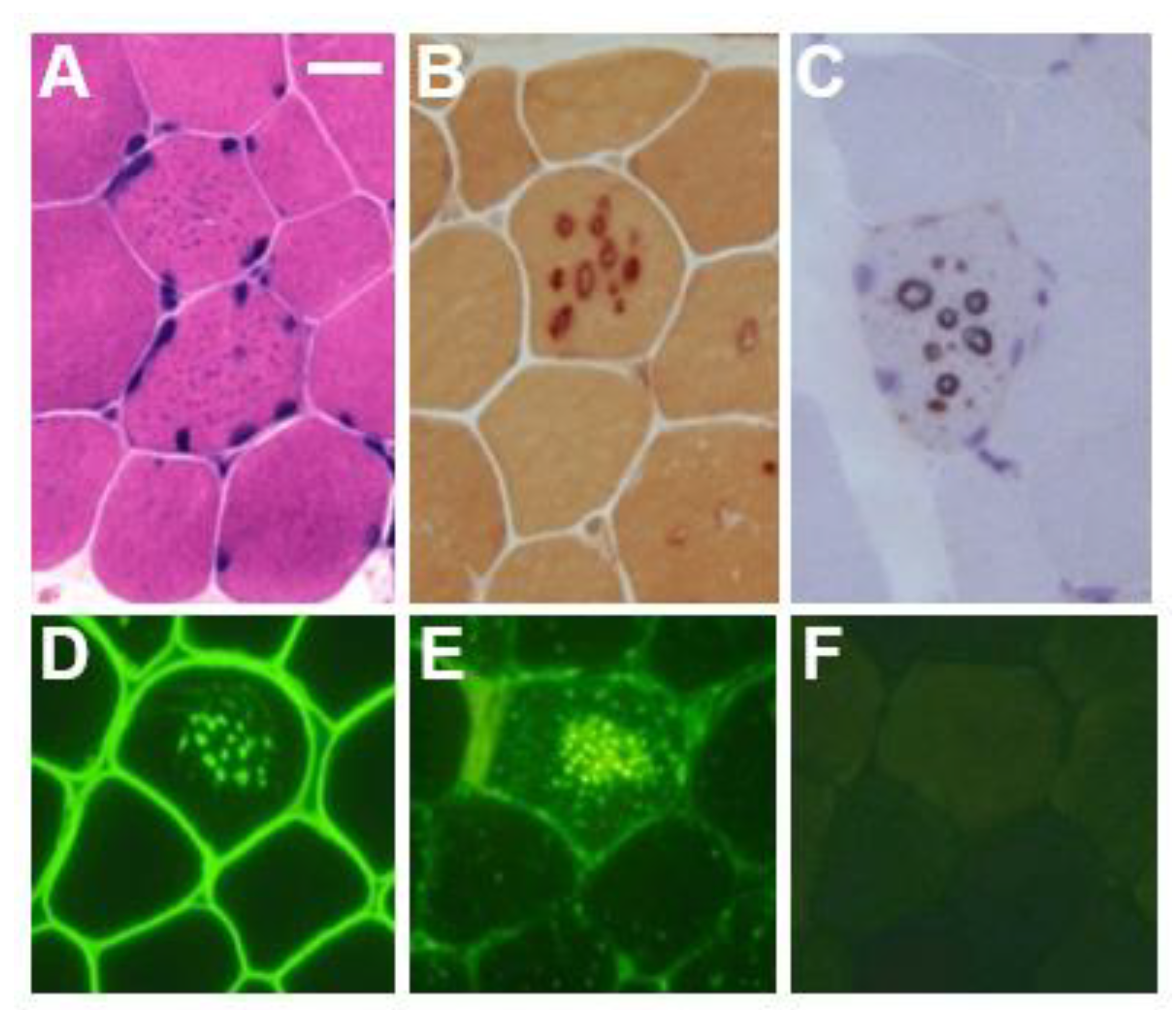 Biomolecules 14 01272 g001