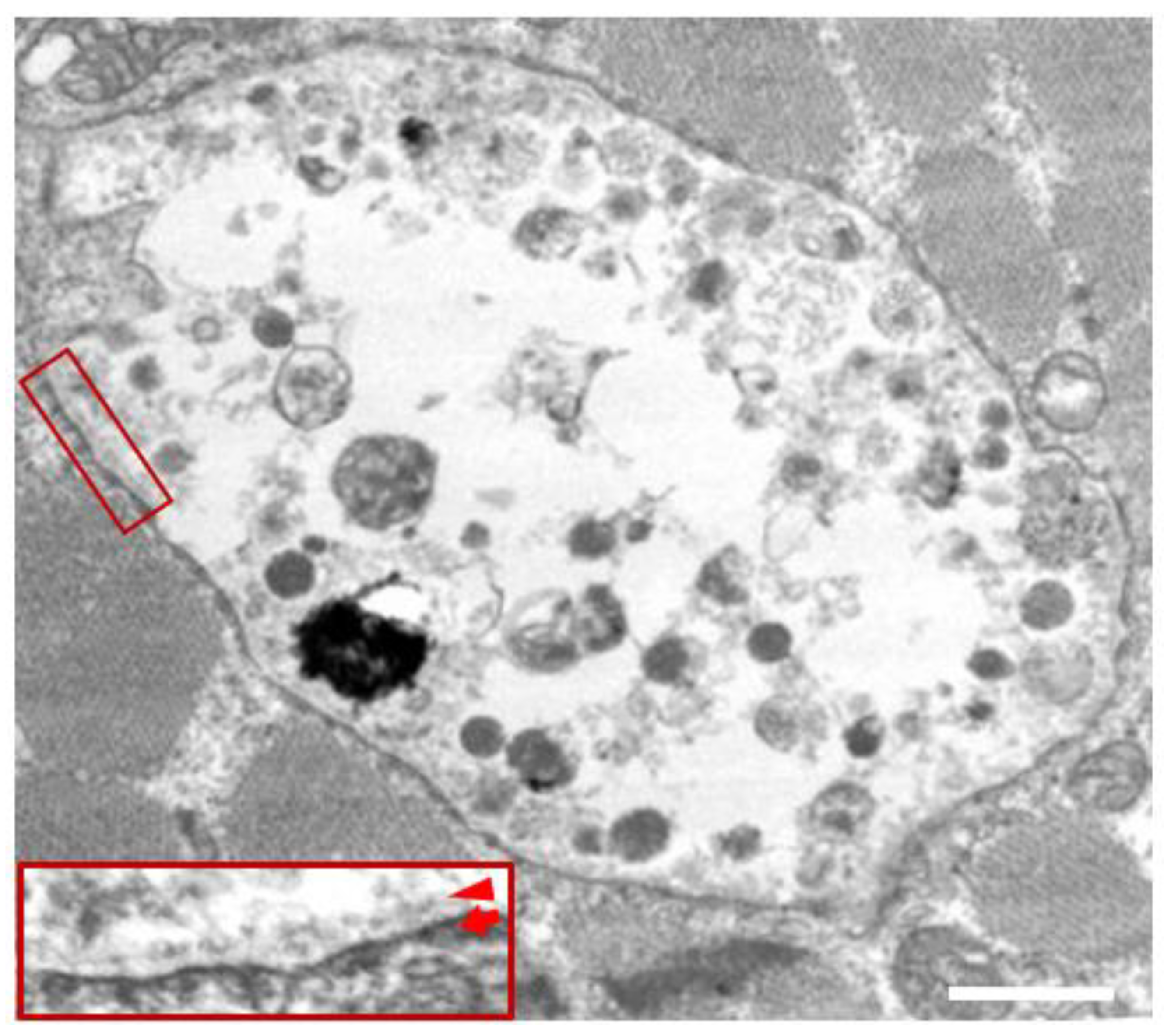 Biomolecules 14 01272 g002