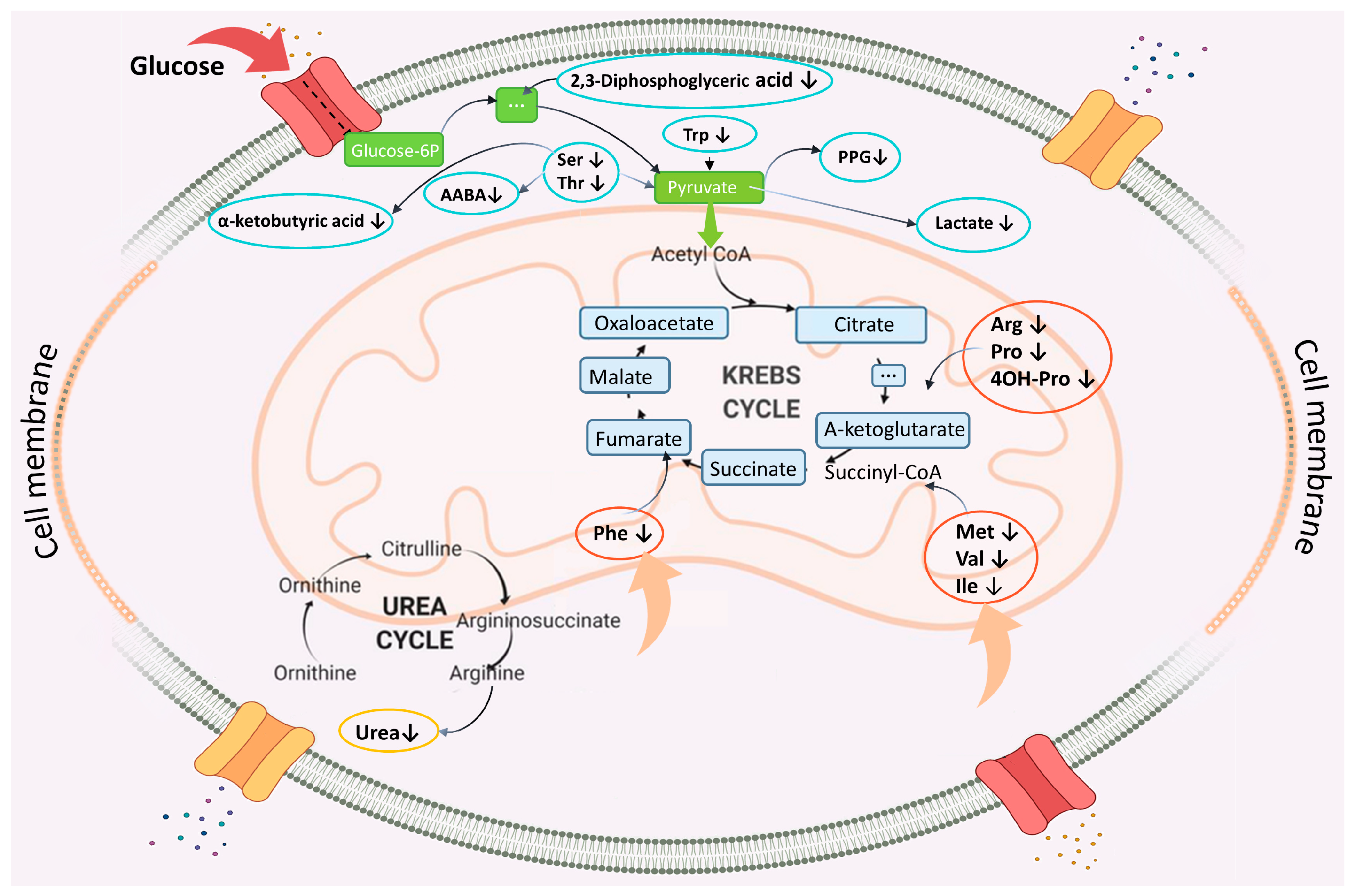 Biomolecules 14 01283 g004