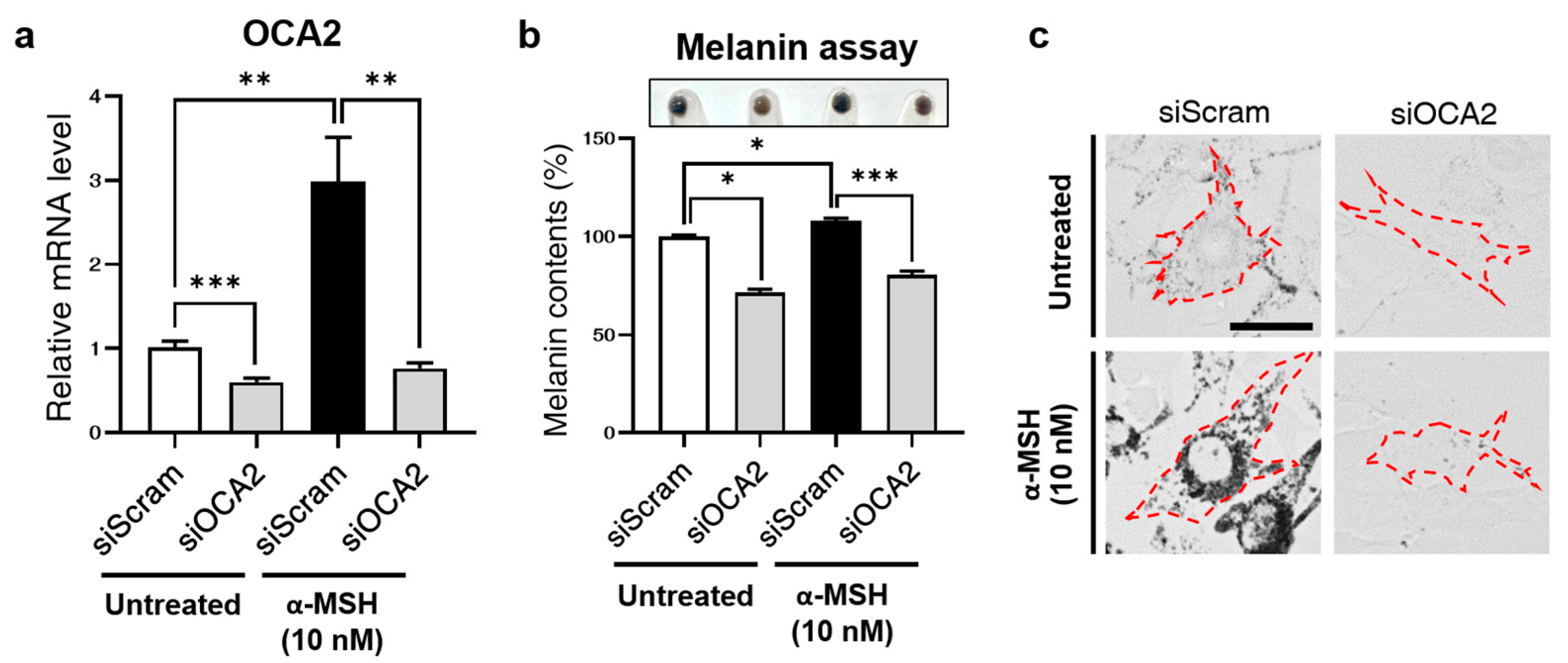 Biomolecules 14 01284 g001 Biomolecules 14 01284 g001