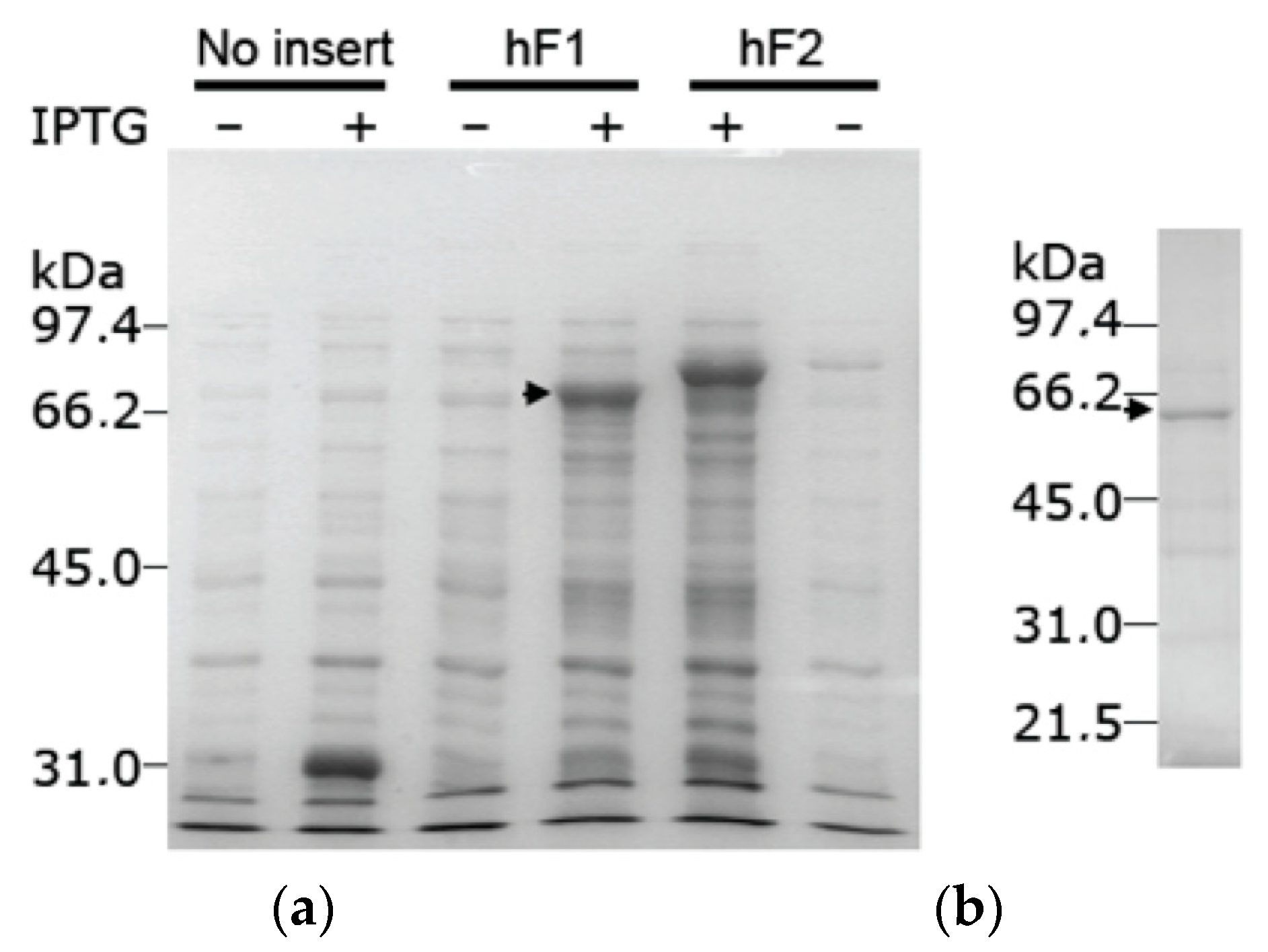 Biomolecules 14 01288 g003