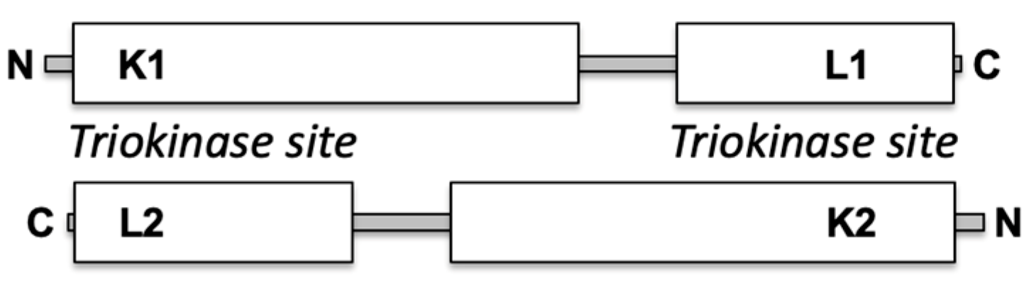 Biomolecules 14 01288 sch001