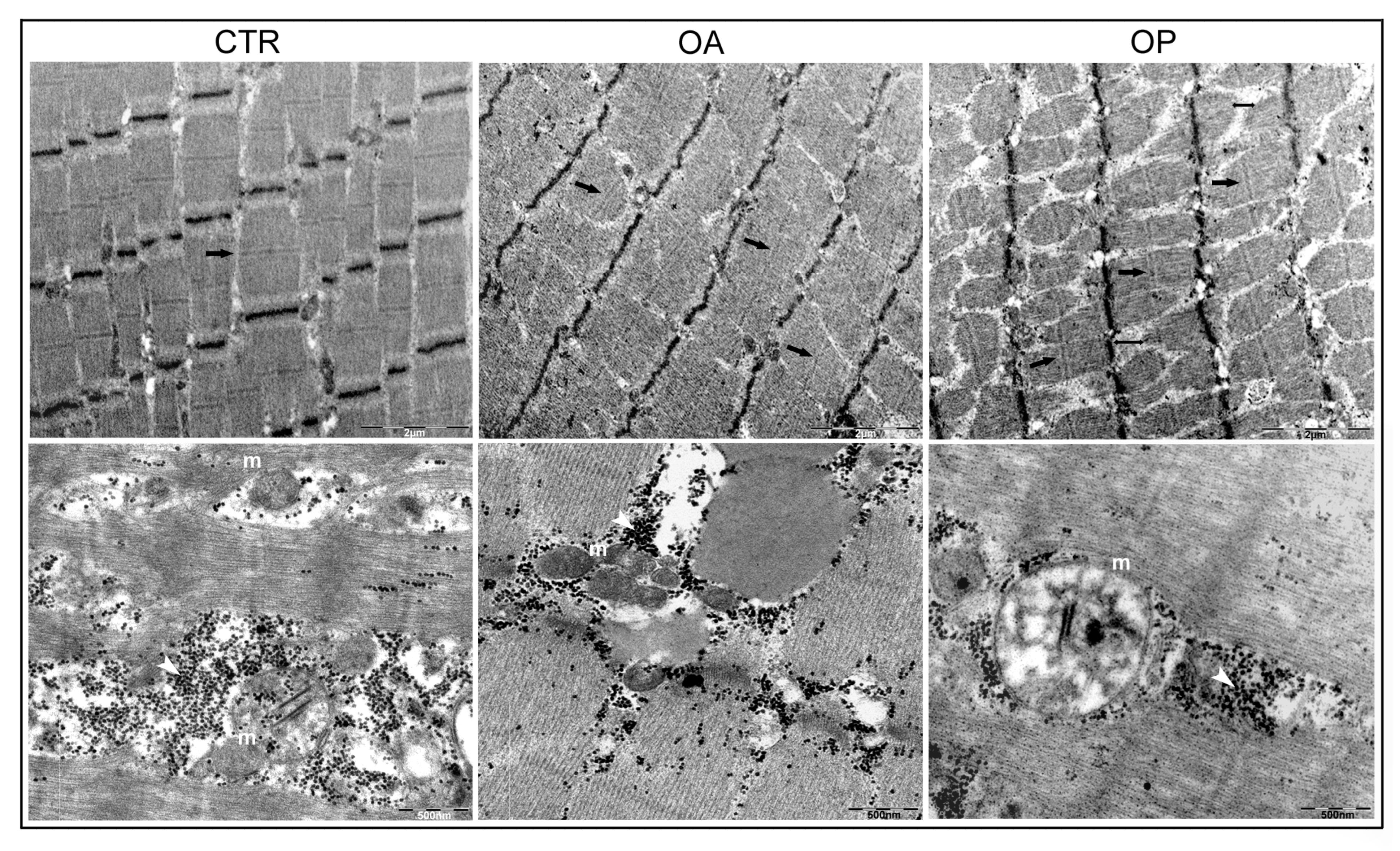 Biomolecules 14 01289 g006