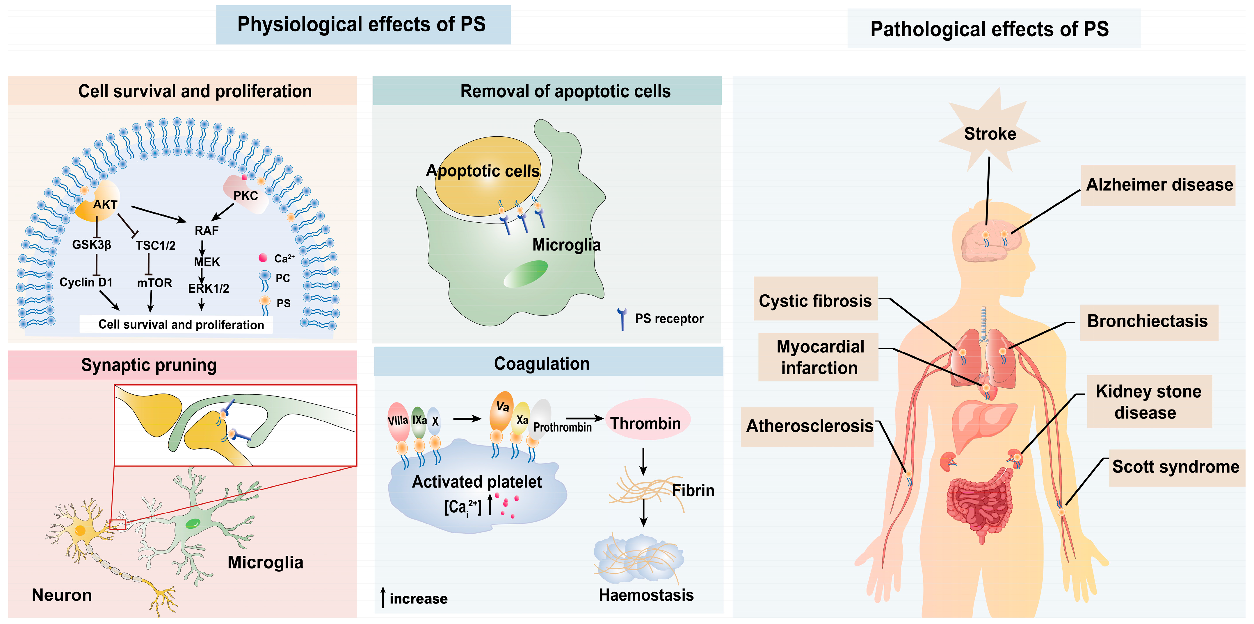Biomolecules 14 01293 g002 Biomolecules 14 01293 g002
