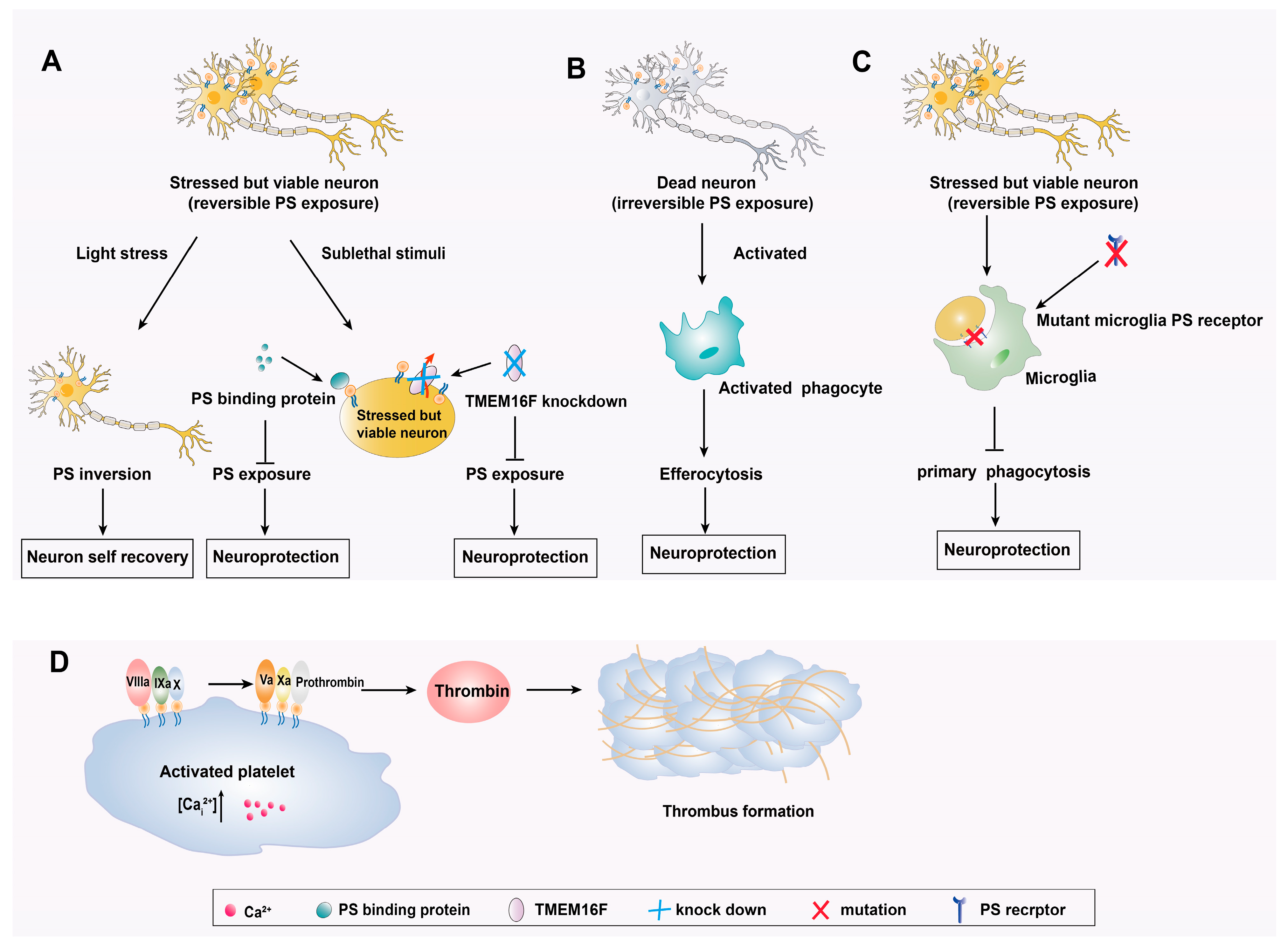 Biomolecules 14 01293 g003 Biomolecules 14 01293 g003