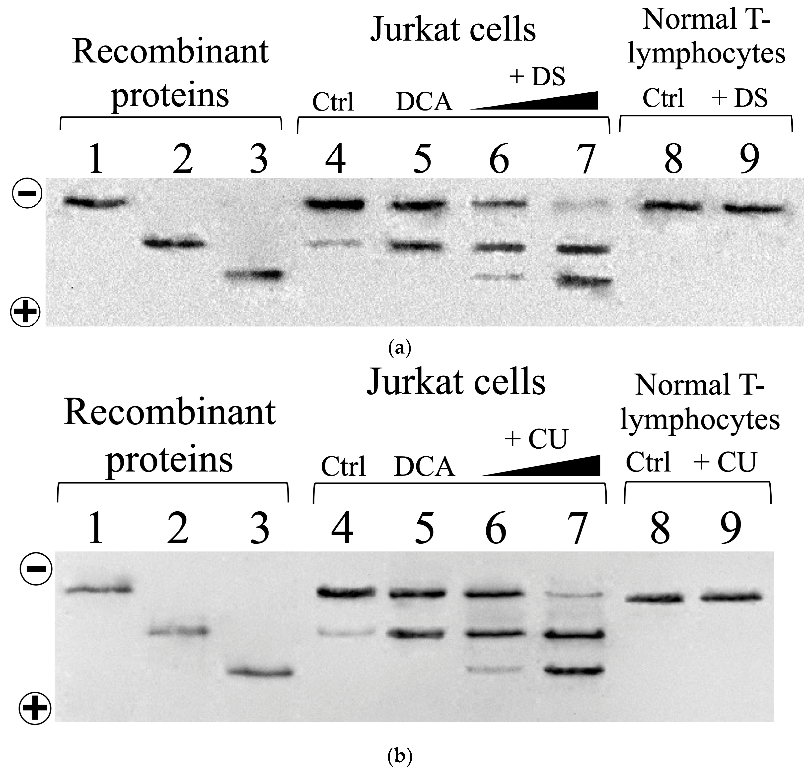 Biomolecules 14 01295 g007