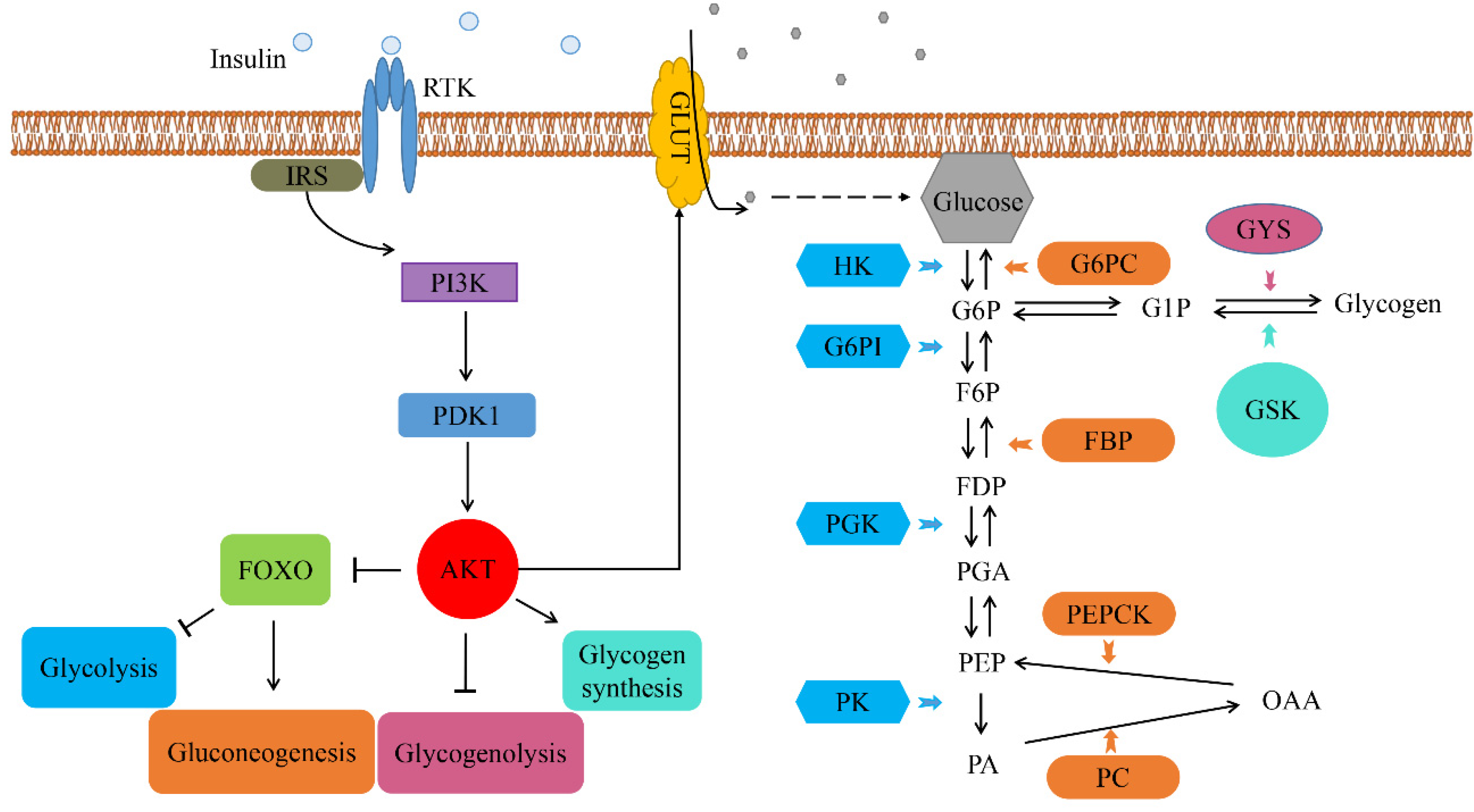 Biomolecules 14 01300 g012