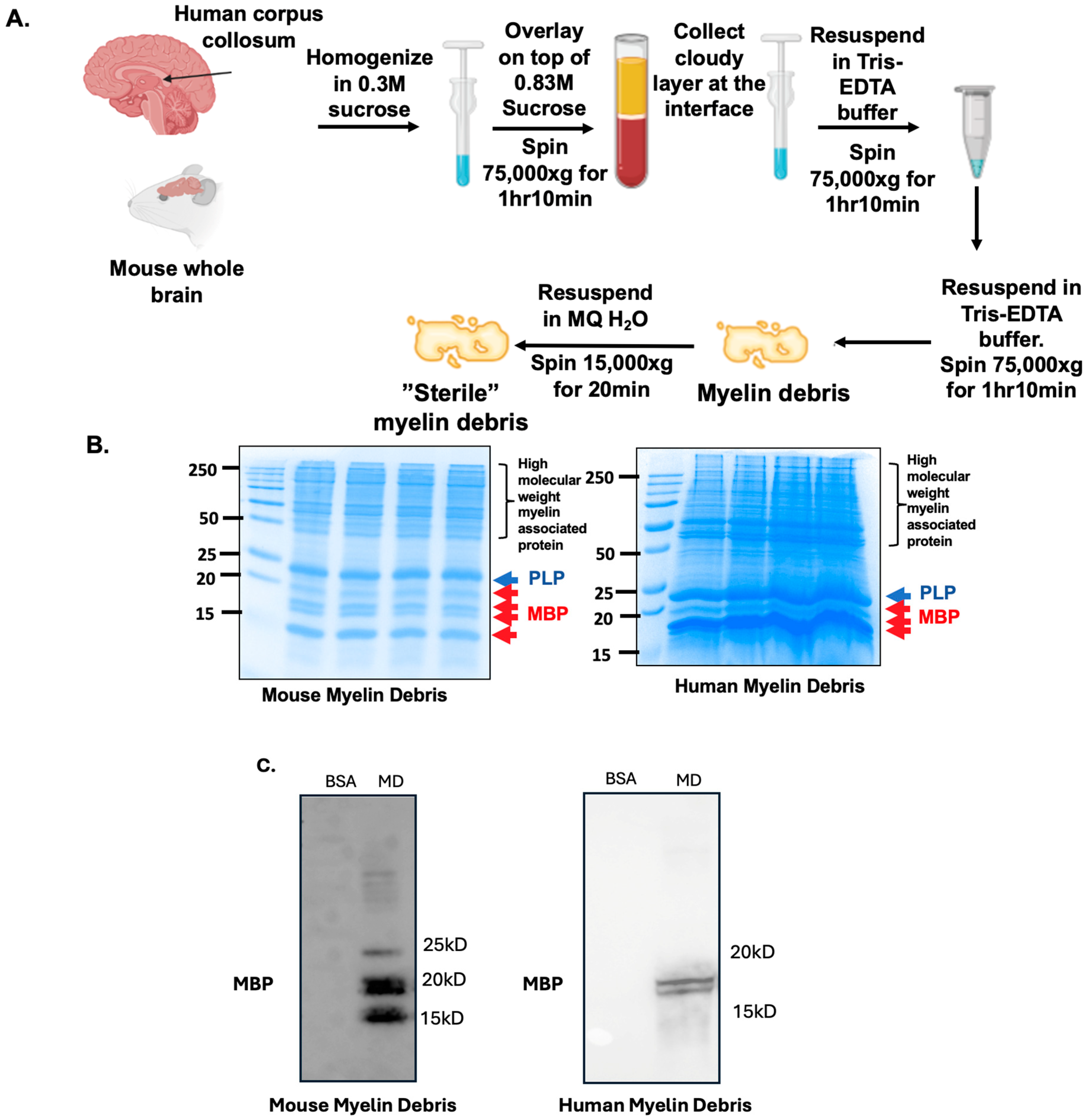 Biomolecules 14 01301 g001