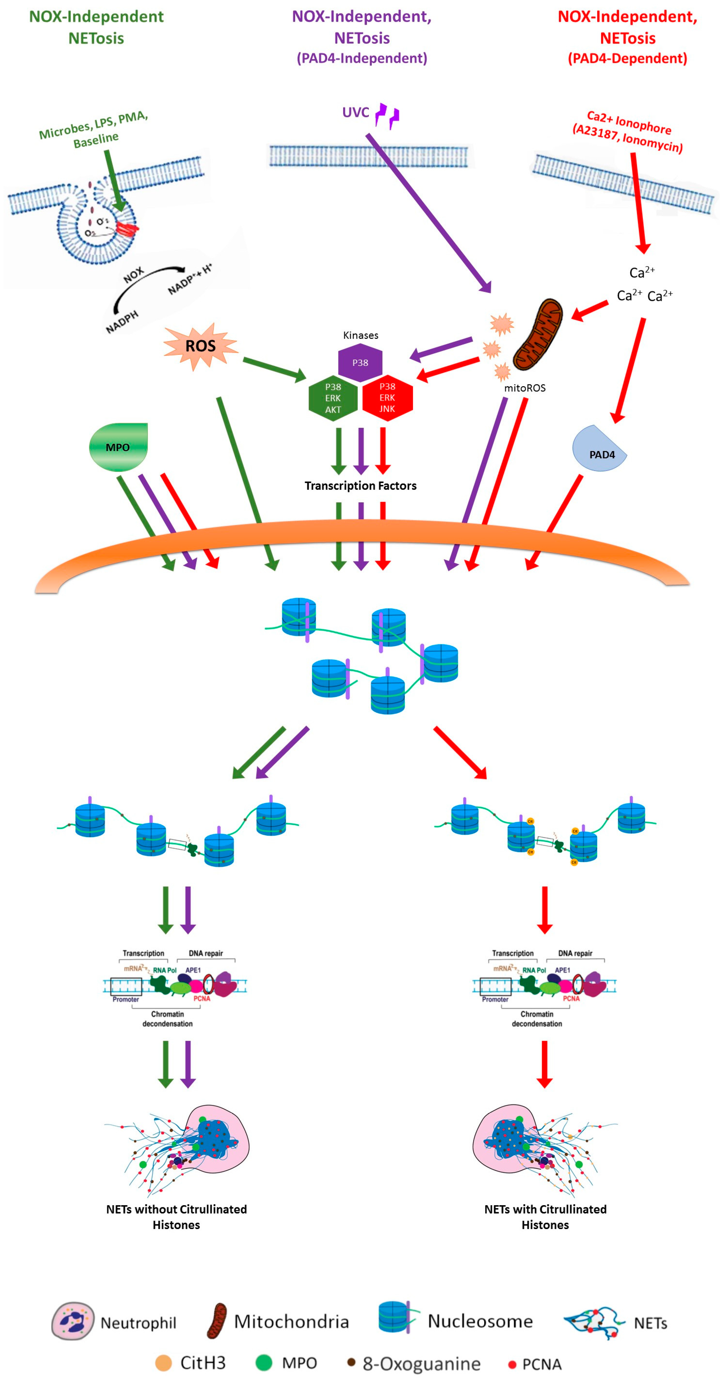 Biomolecules 14 01307 g001 Biomolecules 14 01307 g001