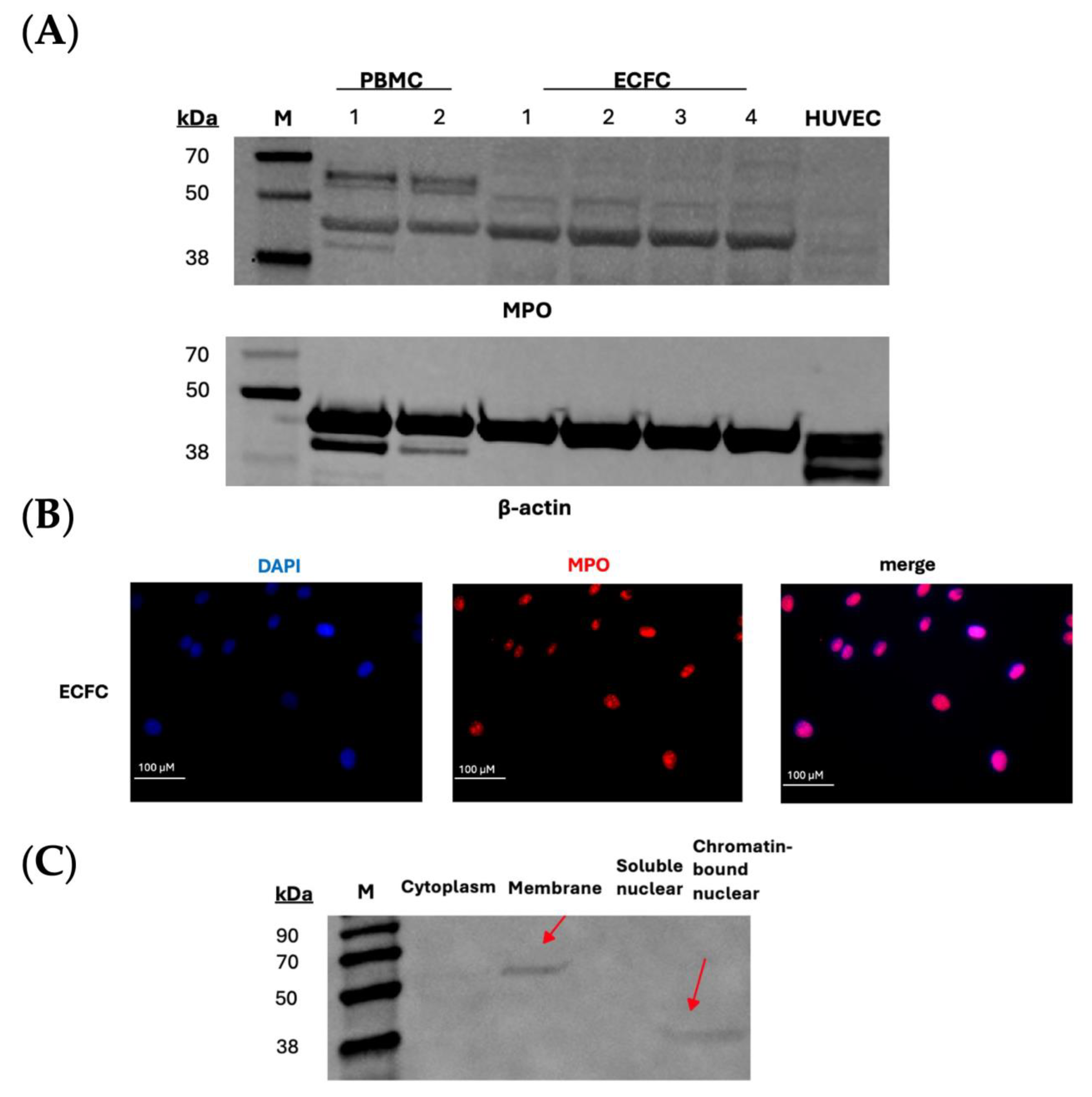 Biomolecules 14 01308 g001
