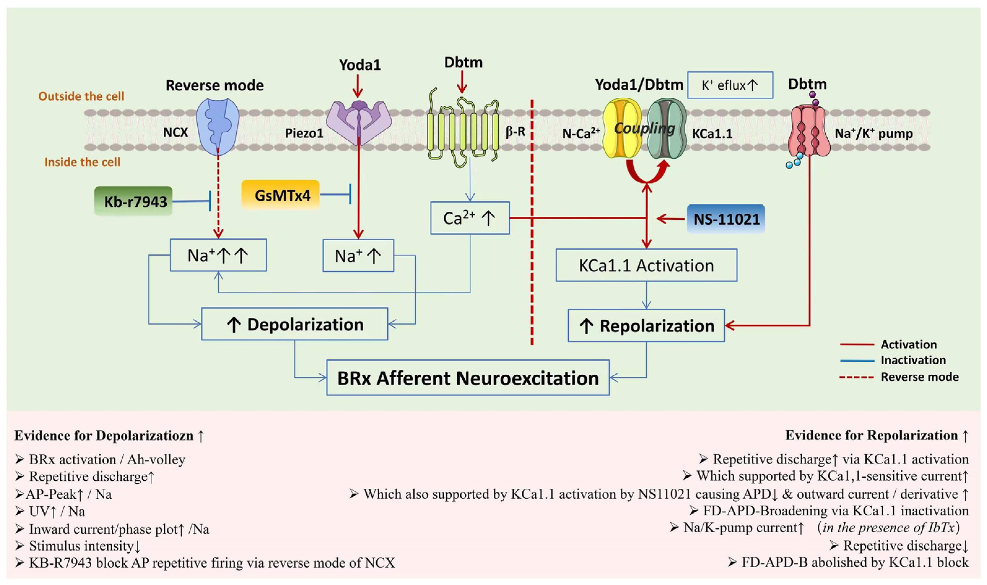 Biomolecules 14 01311 g009 Biomolecules 14 01311 g009