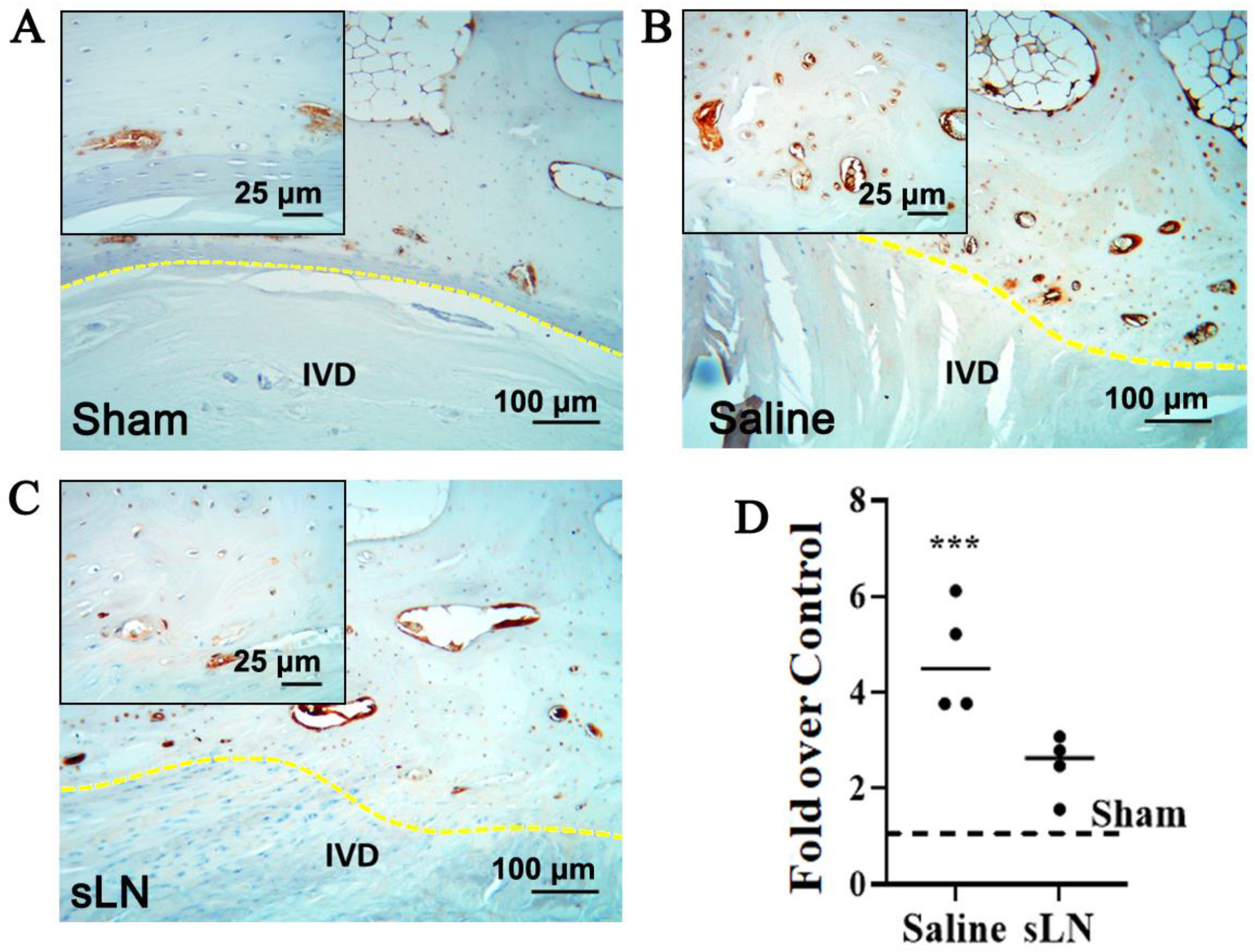 Biomolecules 14 01312 g001