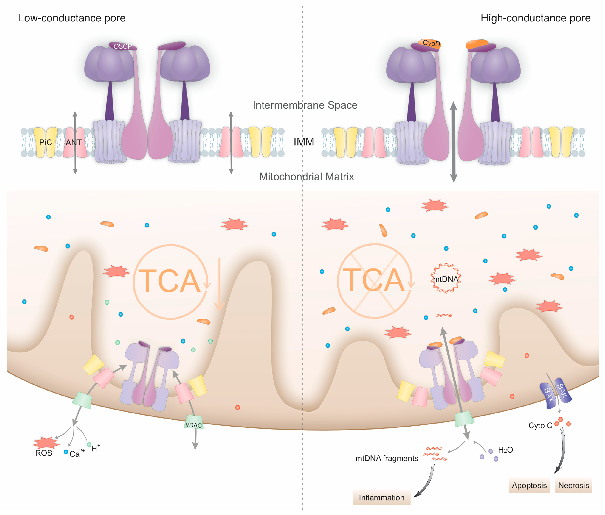 Biomolecules 14 01318 g001
