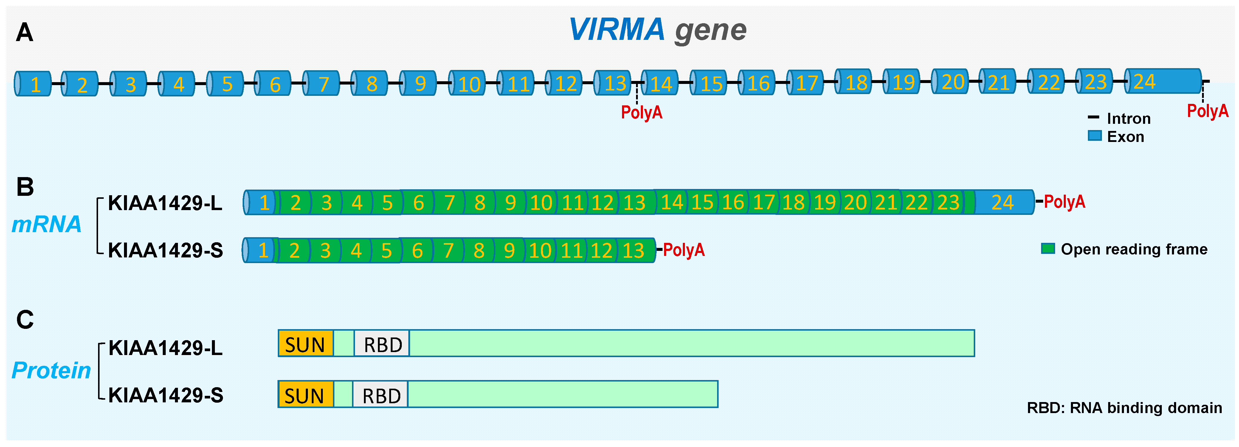 Biomolecules 14 01319 g001