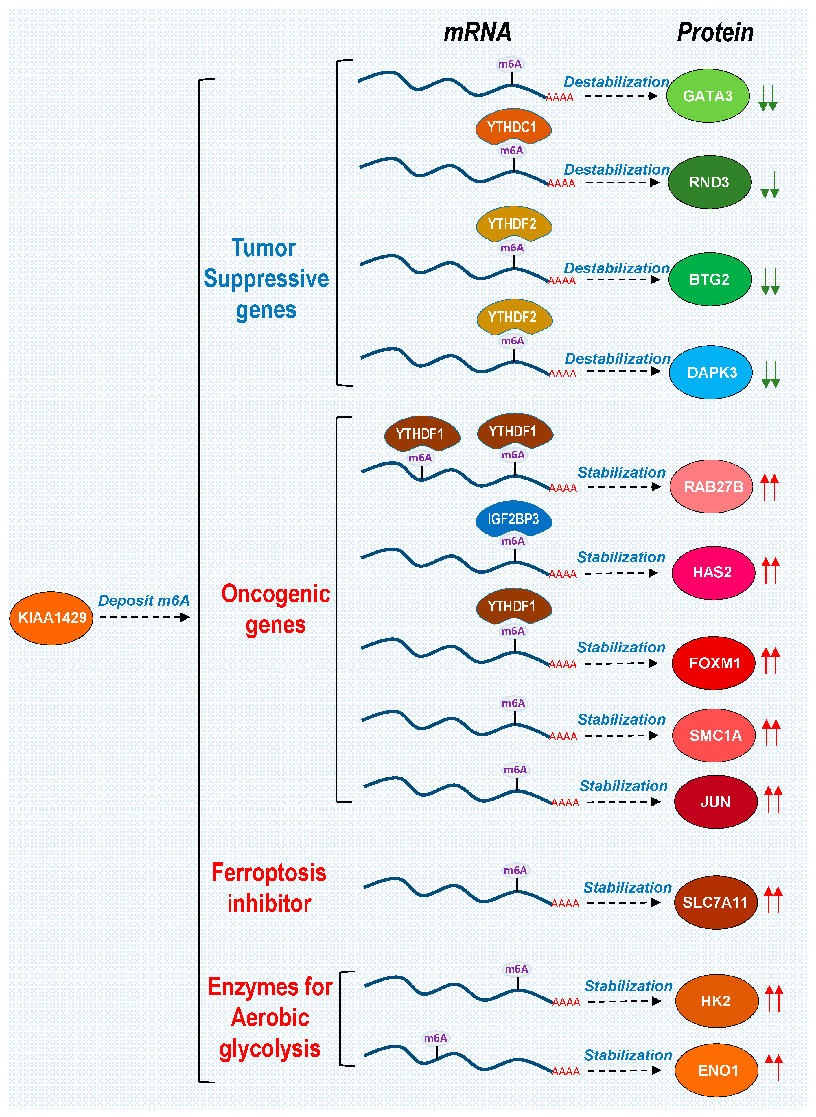 Biomolecules 14 01319 g003