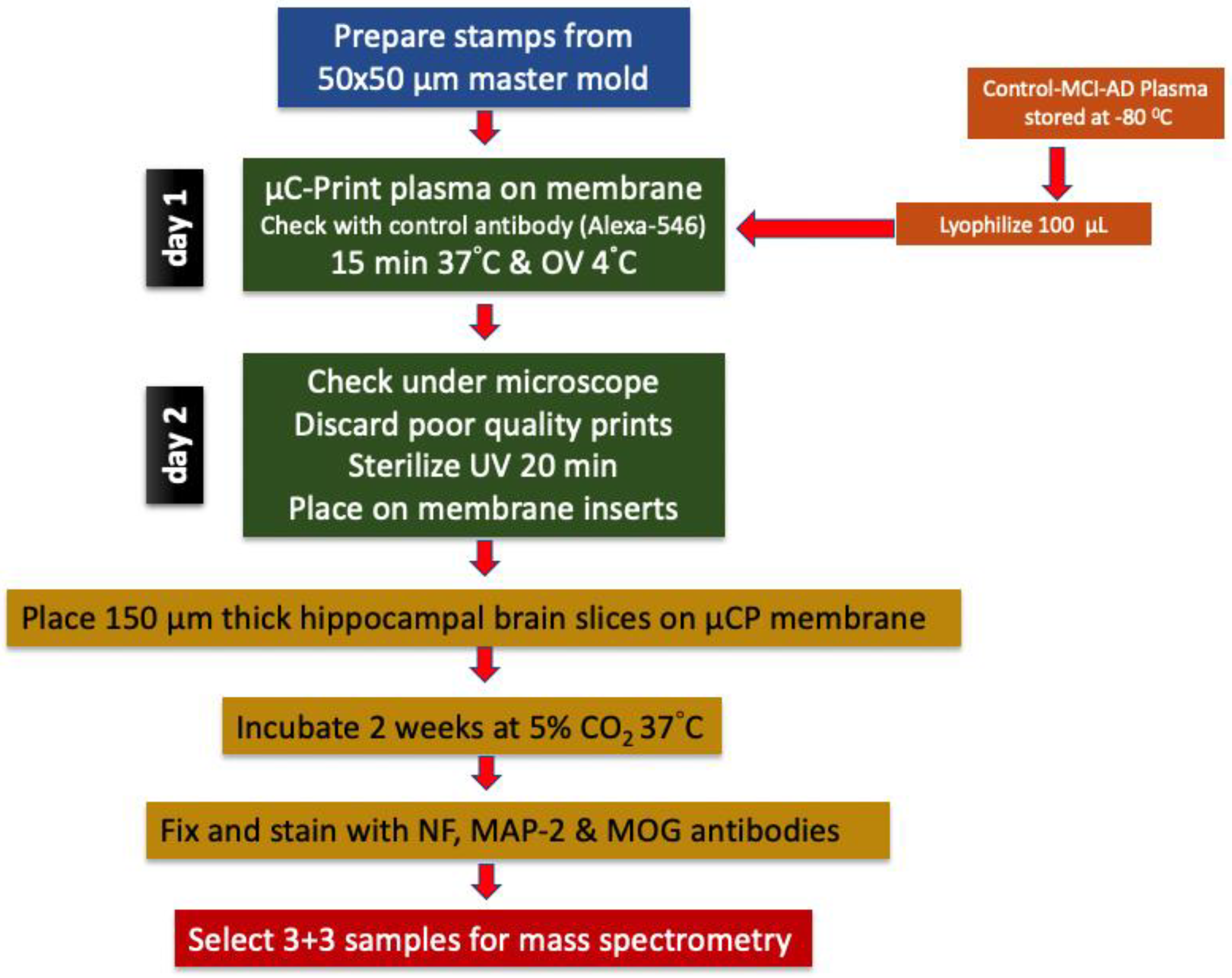 Biomolecules 14 01326 g001