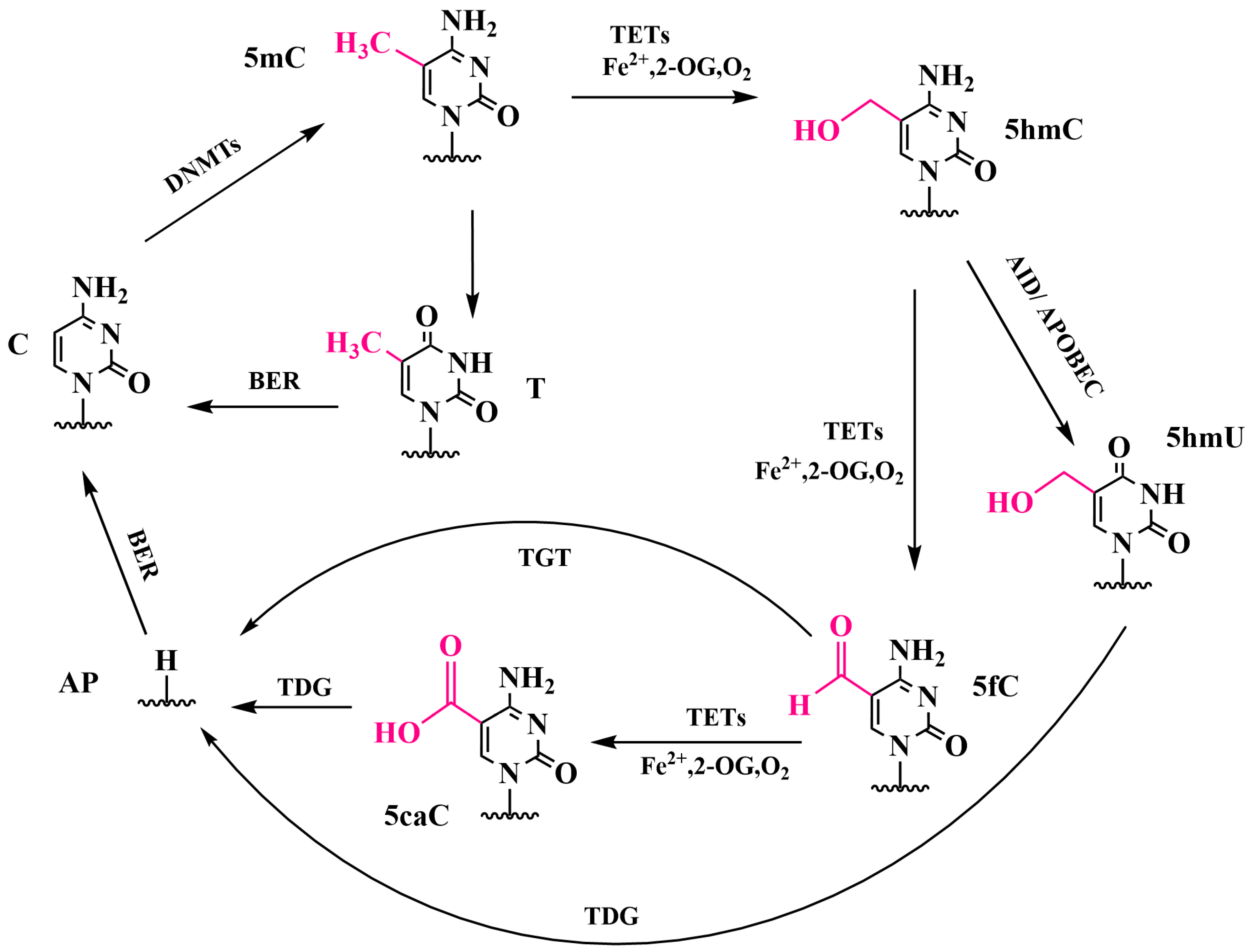 Biomolecules 14 01346 g001