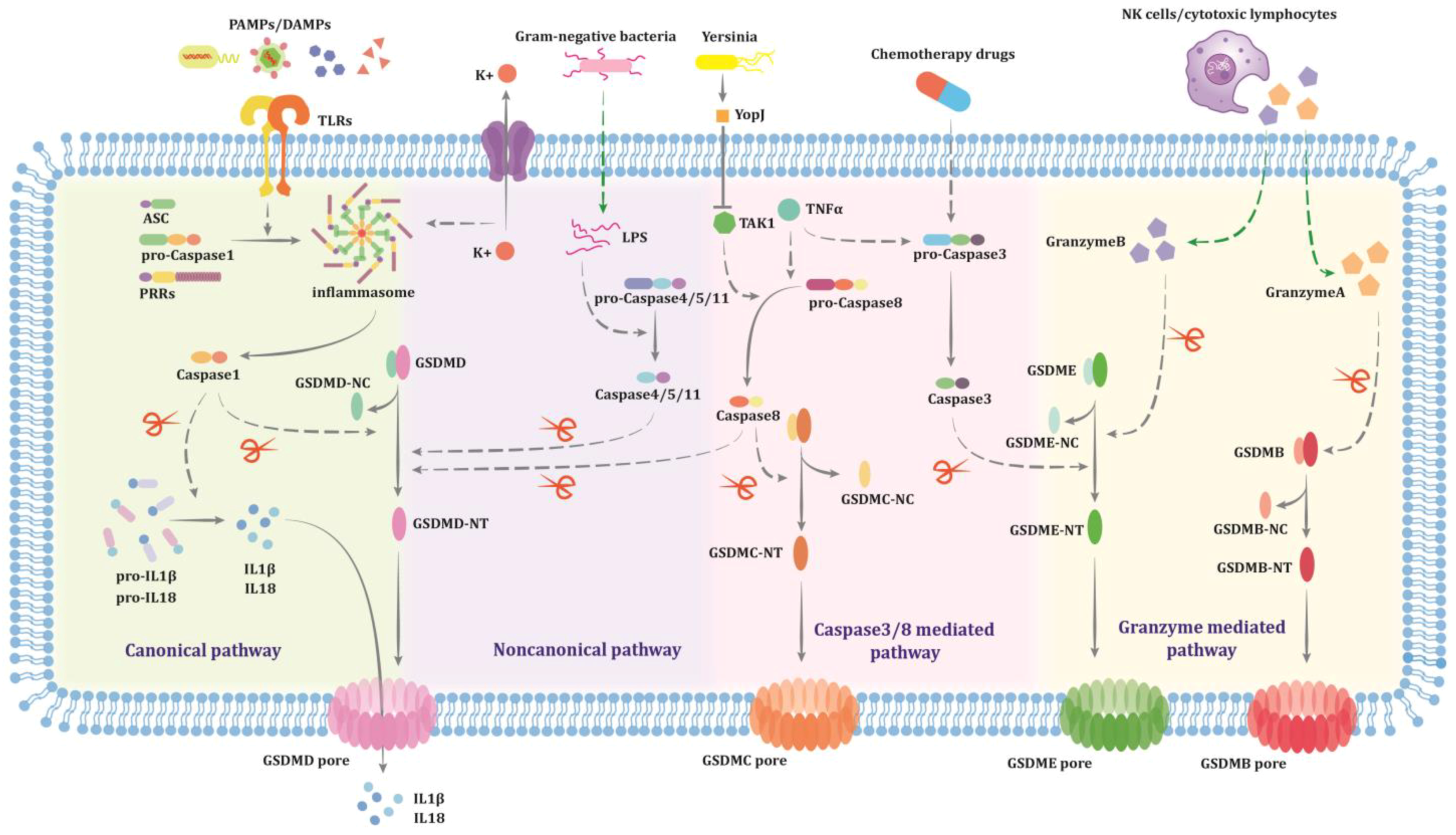 Pyroptosis: An Accomplice in the Induction of Multisystem