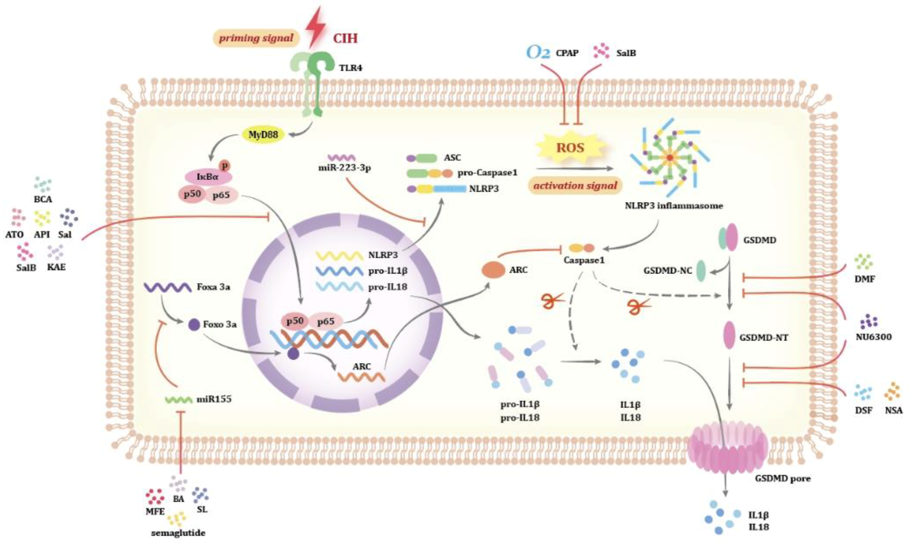 Pyroptosis: An Accomplice in the Induction of Multisystem