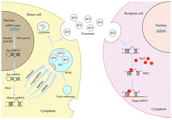 Advancements in Research on Mesenchymal Stem-Cell-Derived