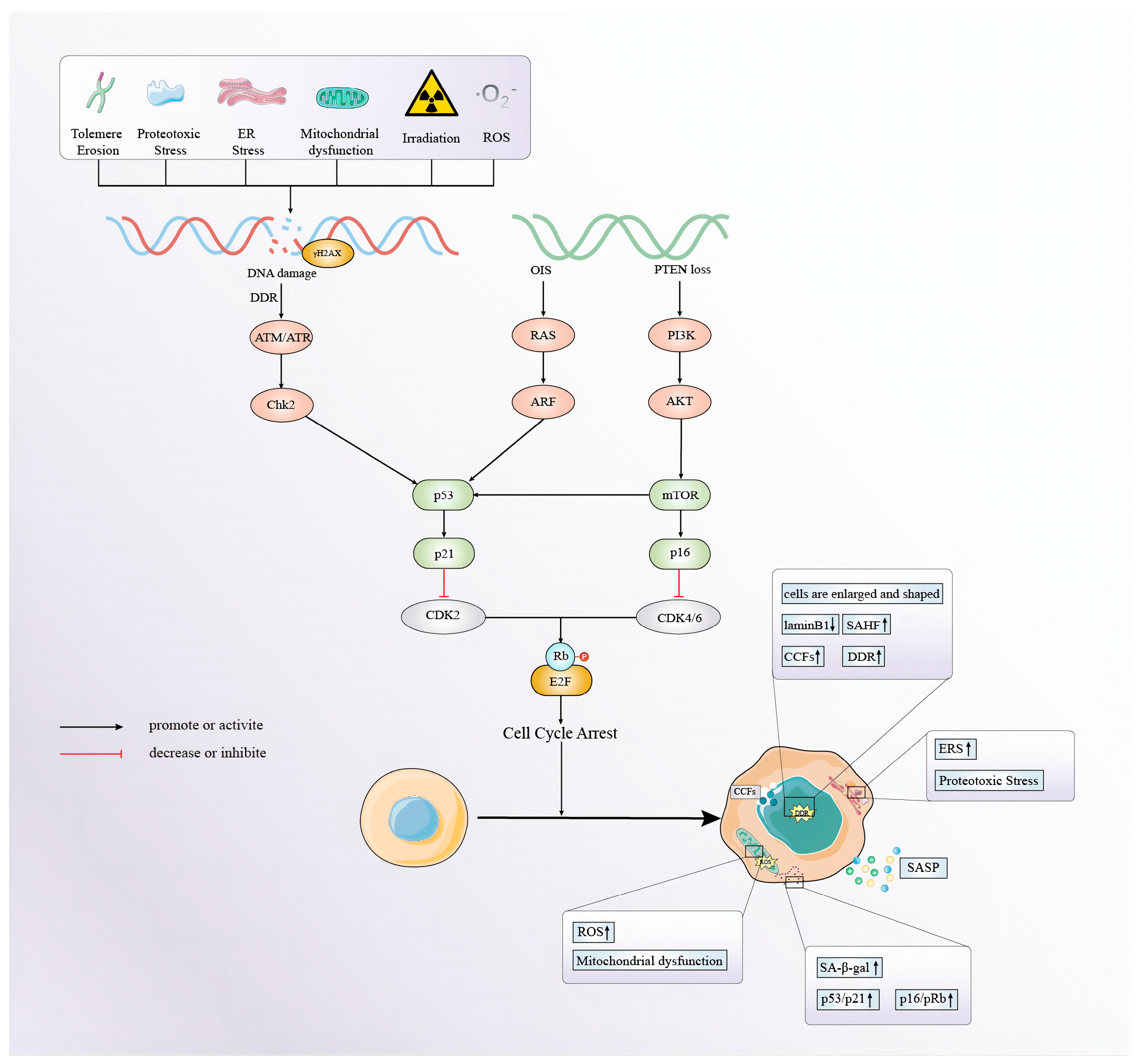 Biomolecules 14 01361 g001