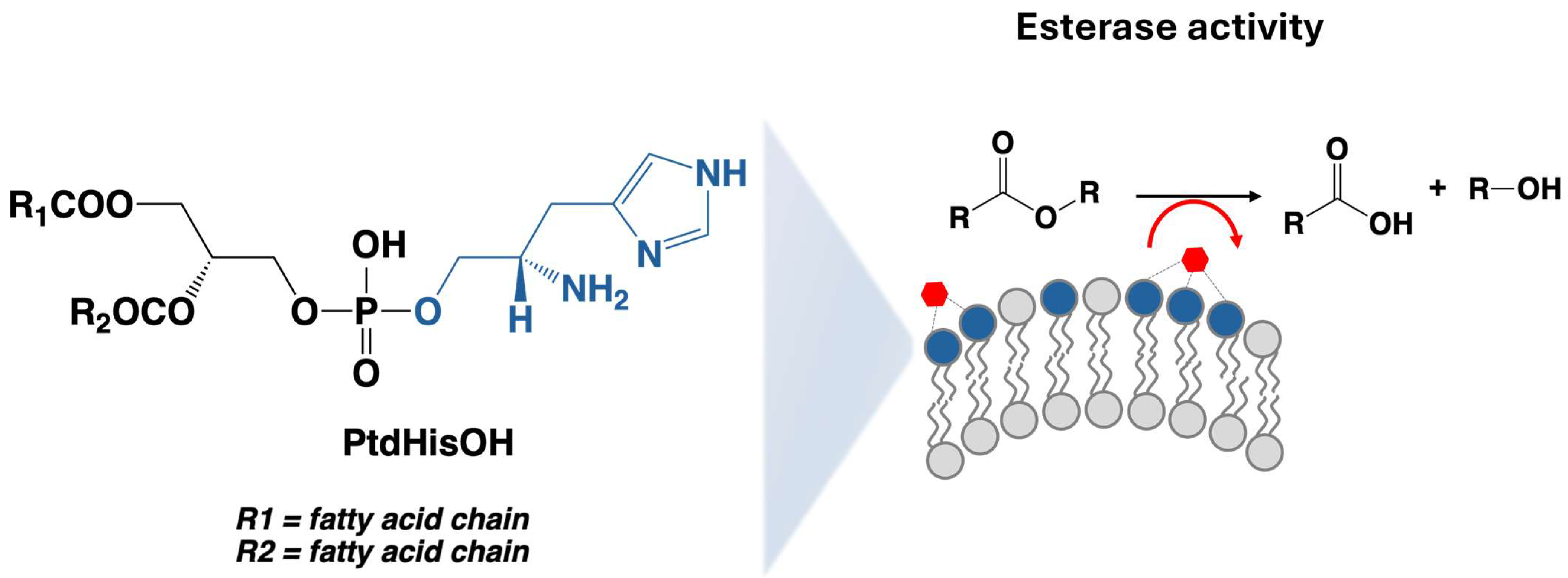 Biomolecules 14 01363 g001