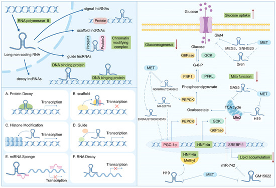 Qちゃん Frontiers | Rethinking mechanical heart valves in the aortic