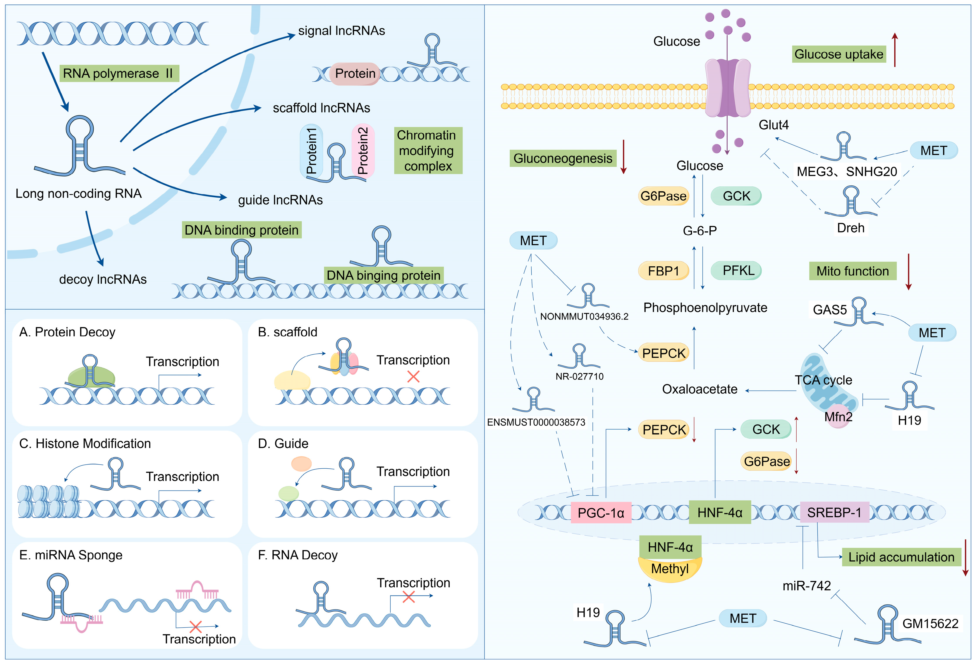 Biomolecules 14 01364 g002 Biomolecules 14 01364 g002