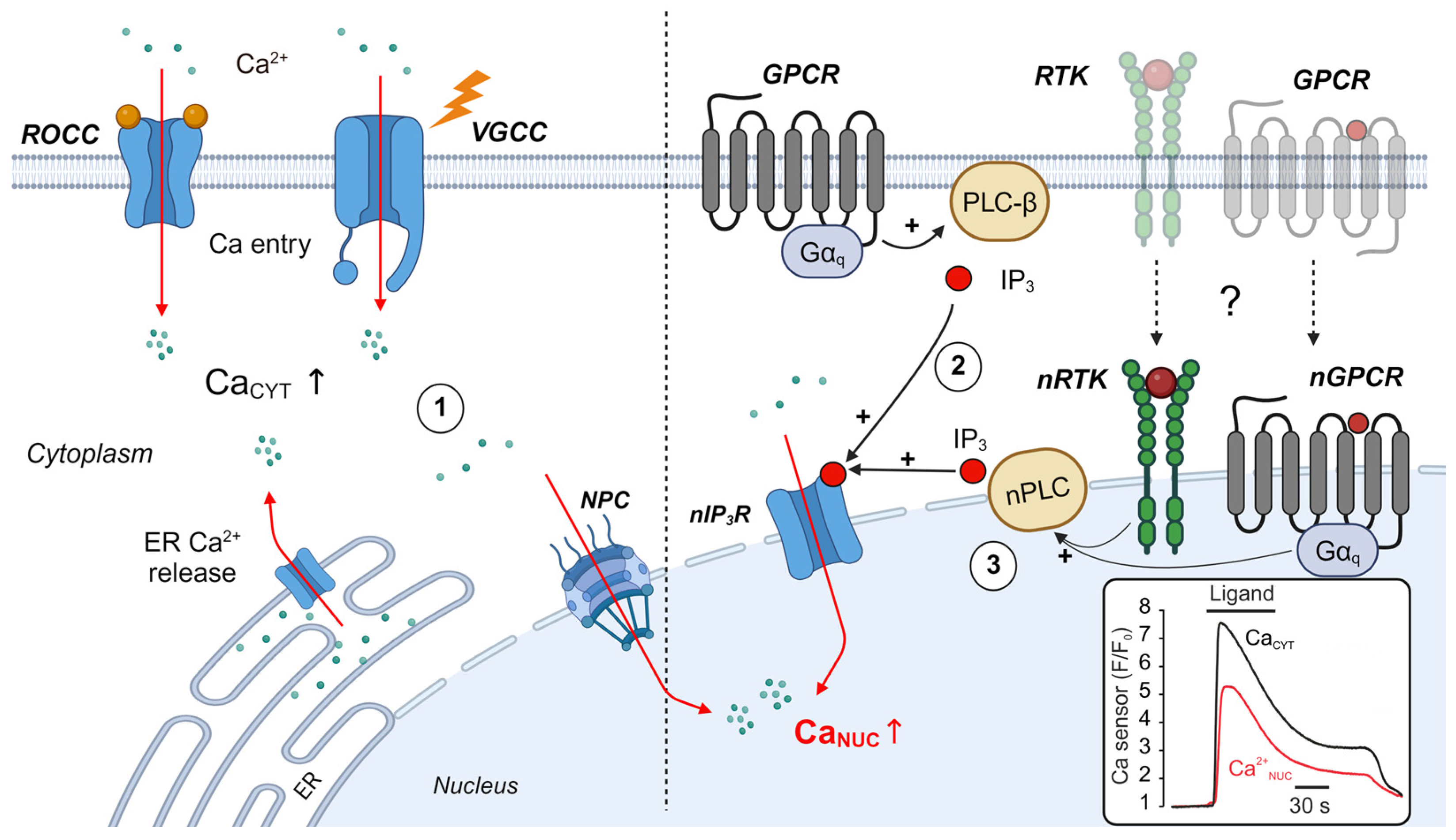 Biomolecules 14 01365 g002