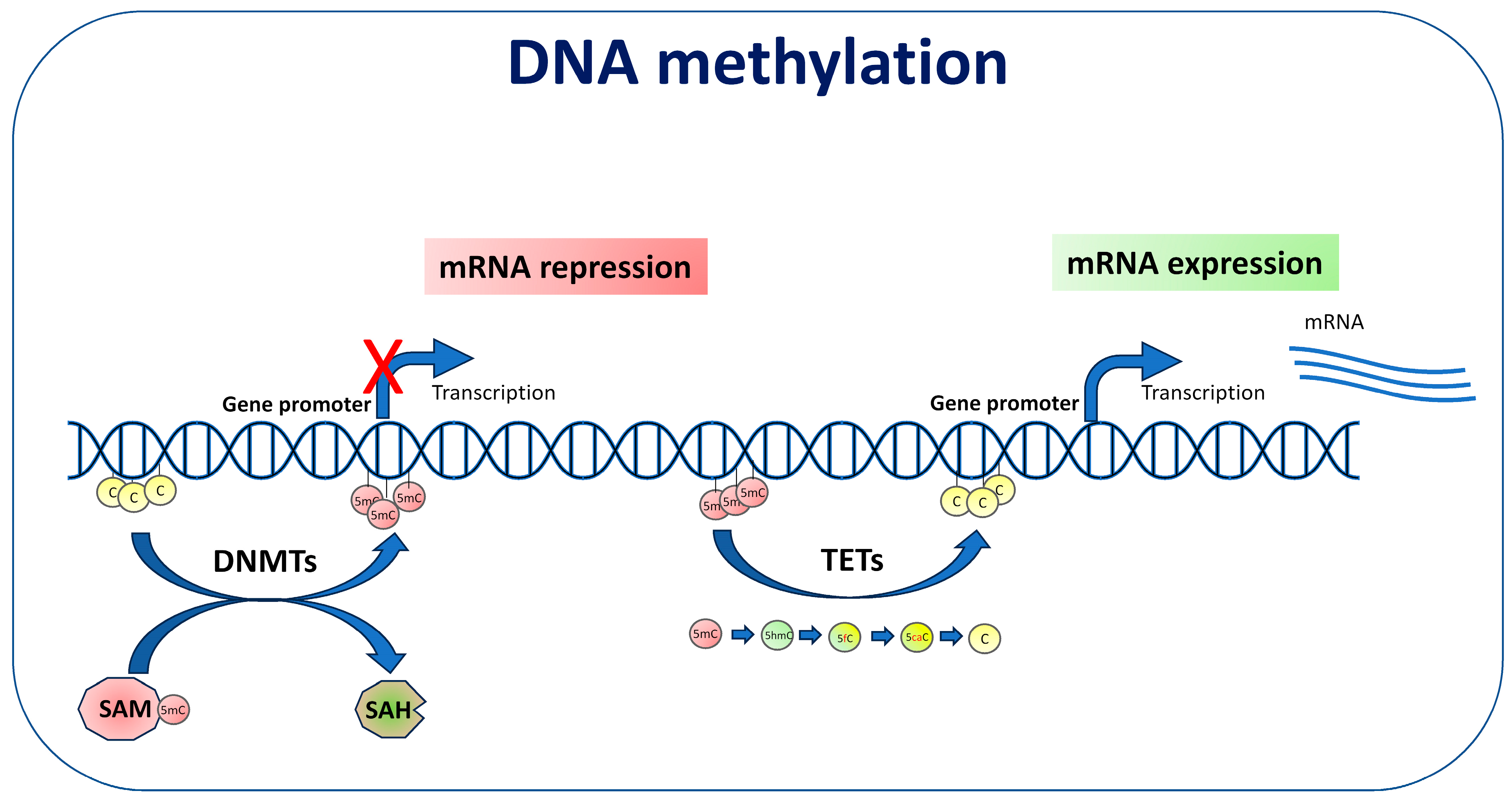 Exposure to Metals, Pesticides, and Air Pollutants: Focus on Resulting DNA  Methylation Changes in Neurodegenerative Diseases
