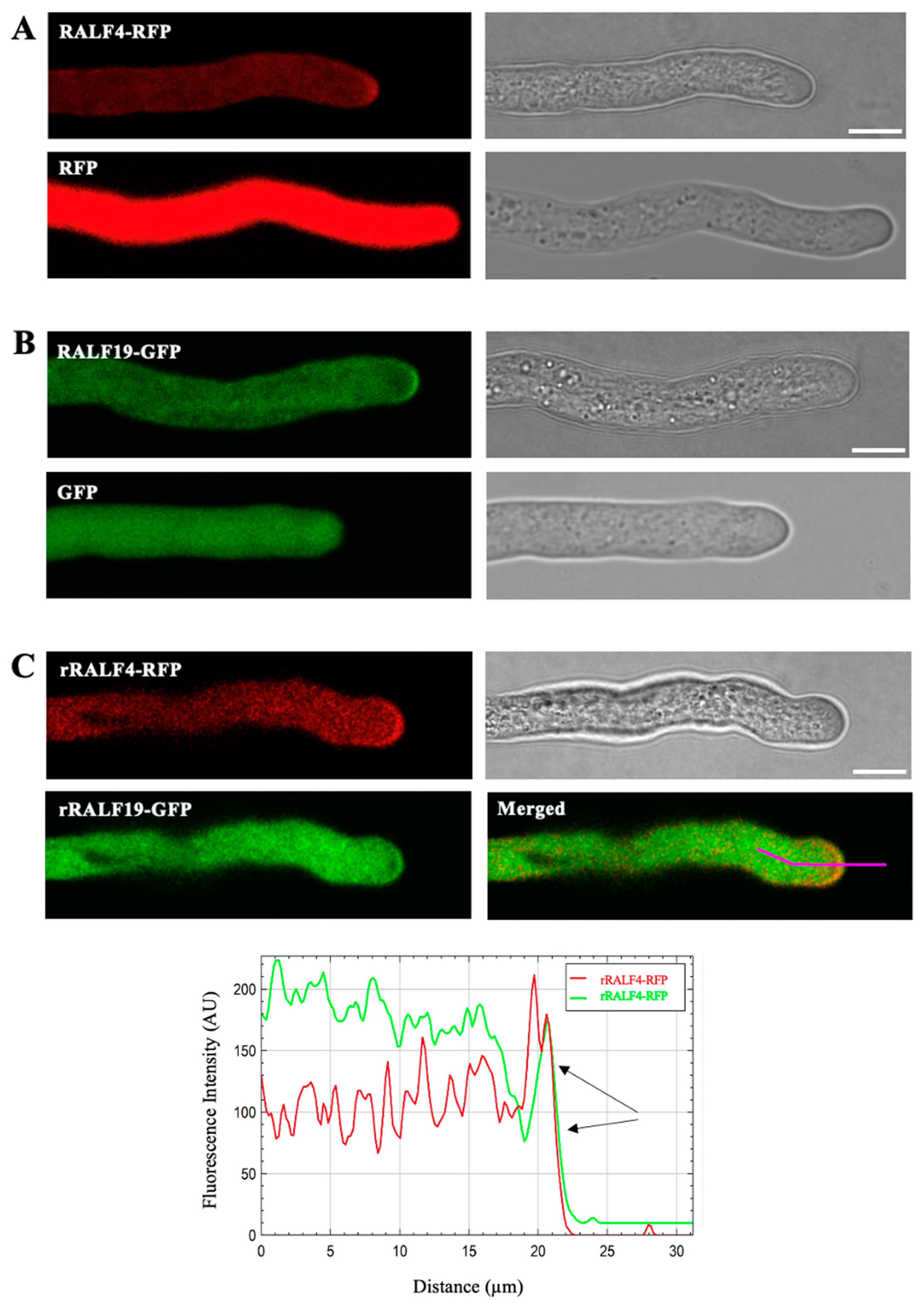 Biomolecules 14 01375 g001