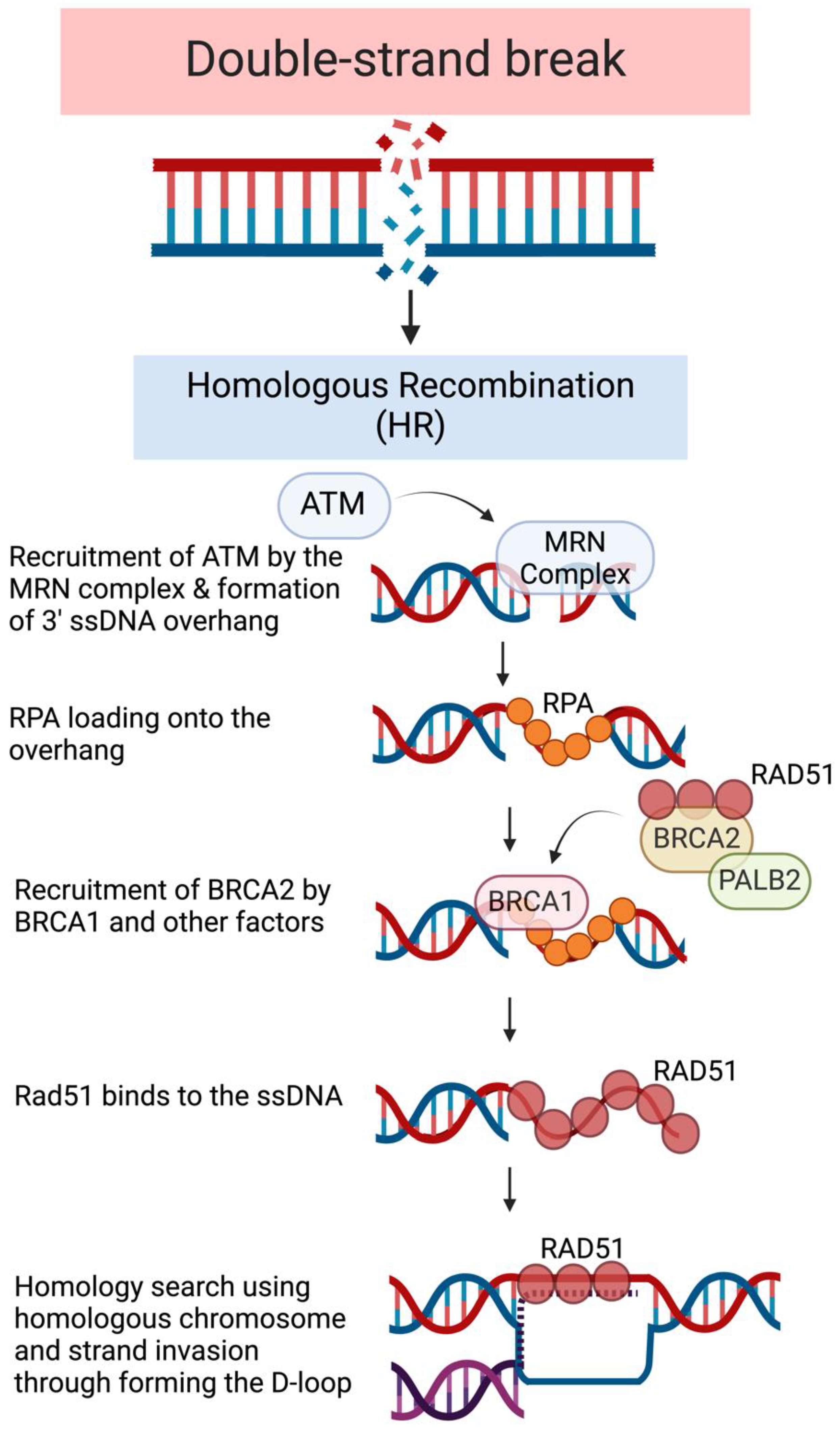 Biomolecules 14 01381 g001