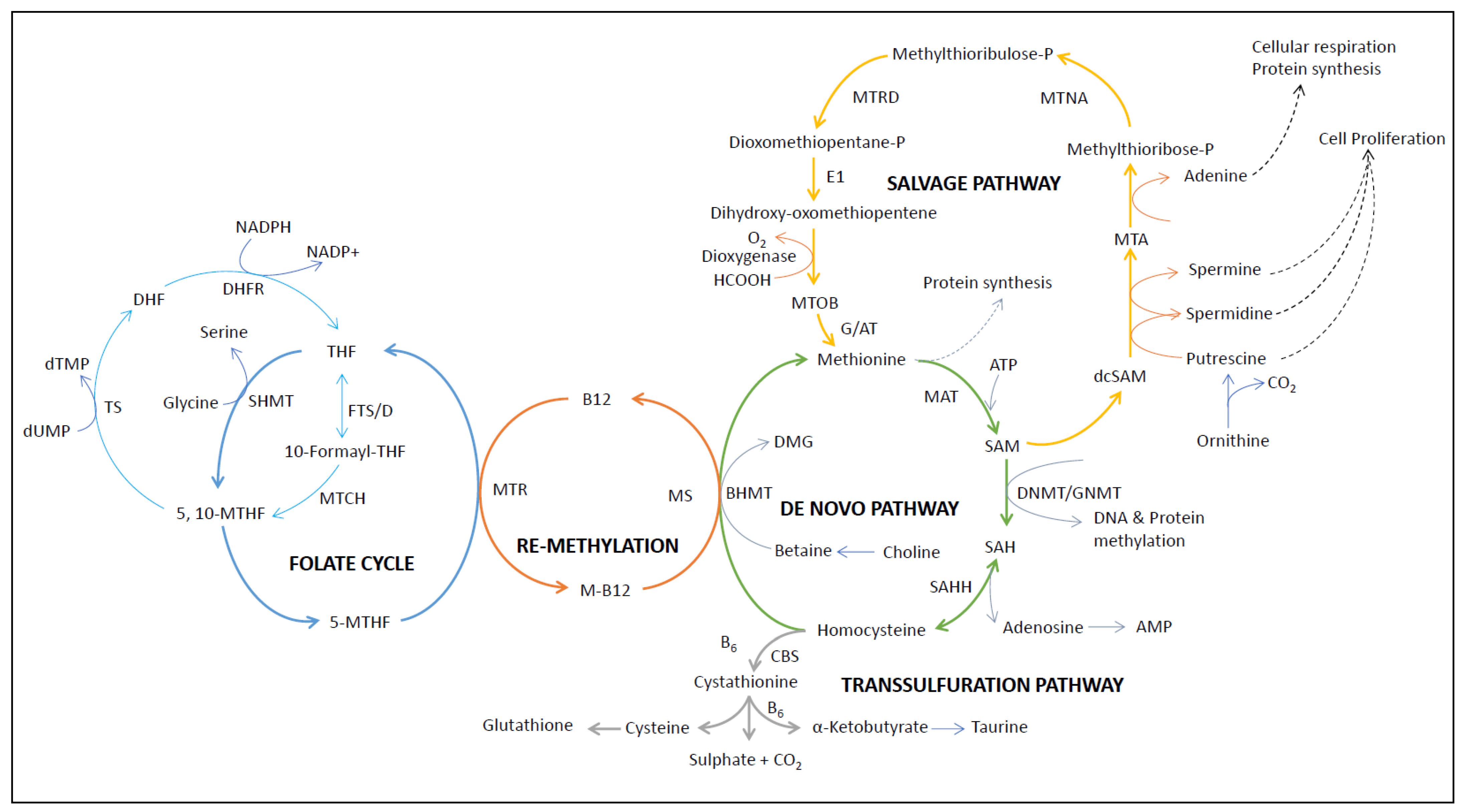 Biomolecules 14 01387 g002 Biomolecules 14 01387 g002