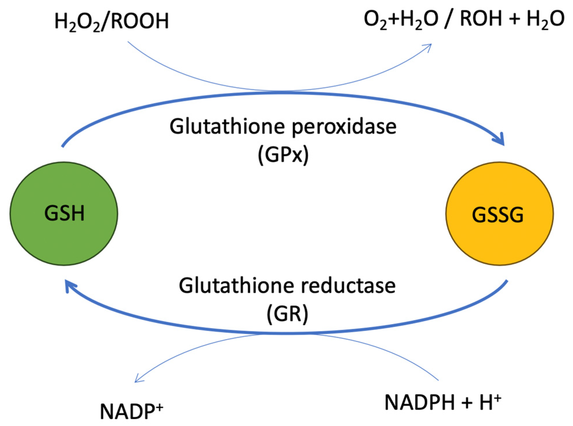 Biomolecules 14 01387 g004 Biomolecules 14 01387 g004