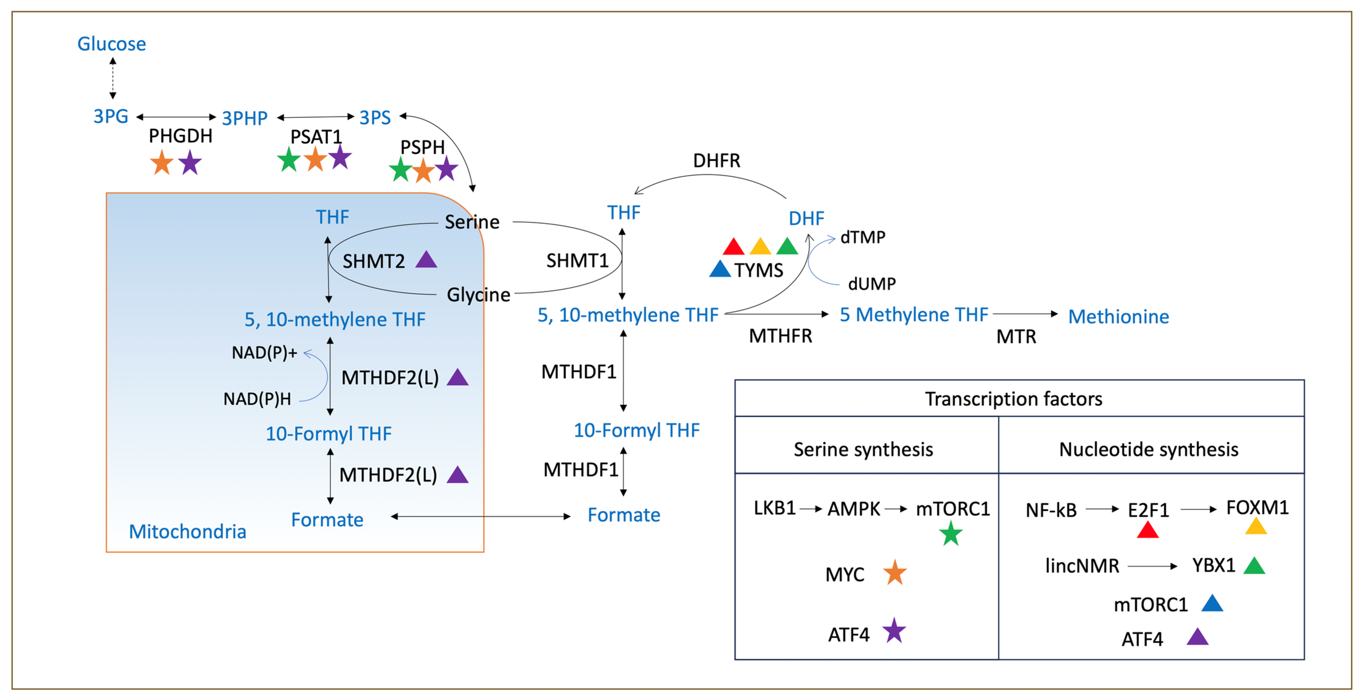 Biomolecules 14 01387 g005 Biomolecules 14 01387 g005