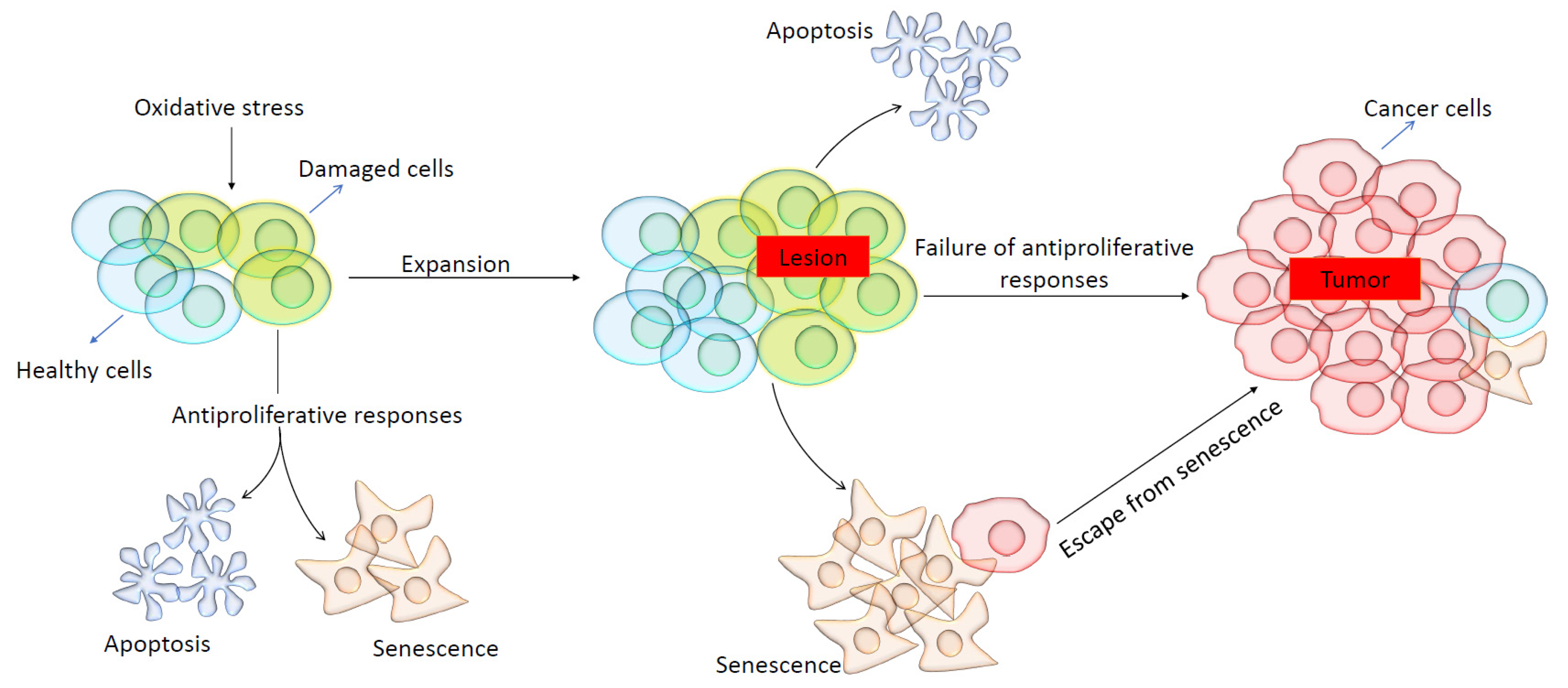 Biomolecules 14 01387 g006 Biomolecules 14 01387 g006