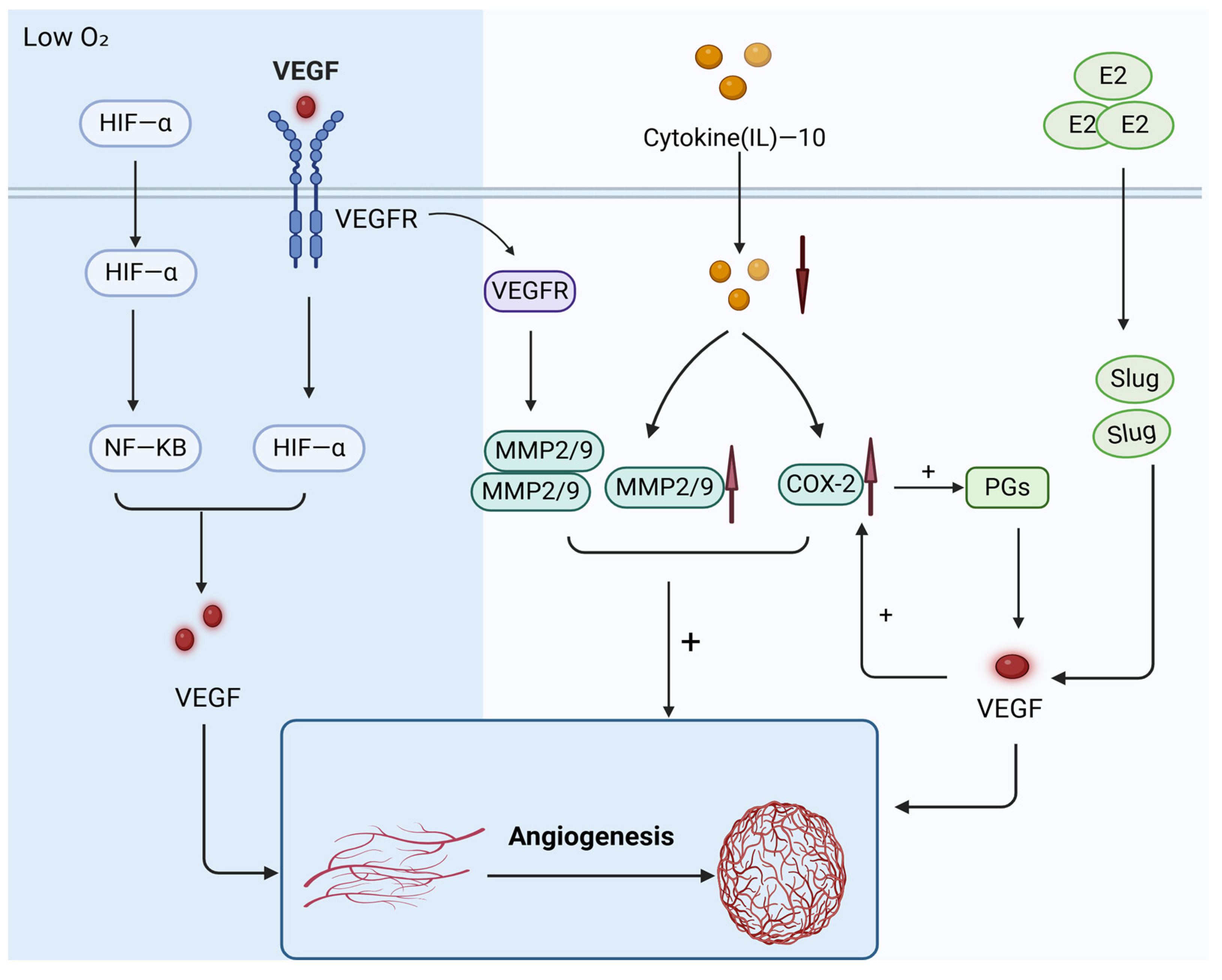Biomolecules 14 01402 g002 Biomolecules 14 01402 g002