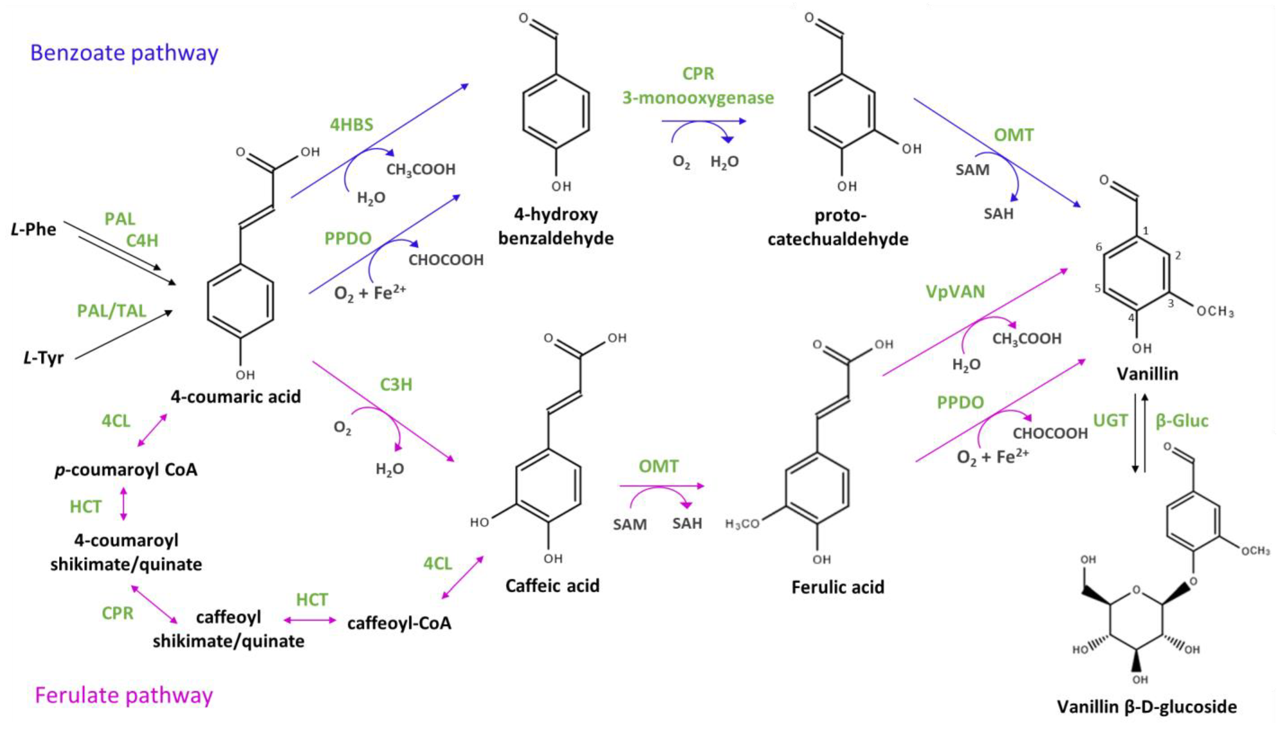 Biomolecules 14 01413 g001 Biomolecules 14 01413 g001