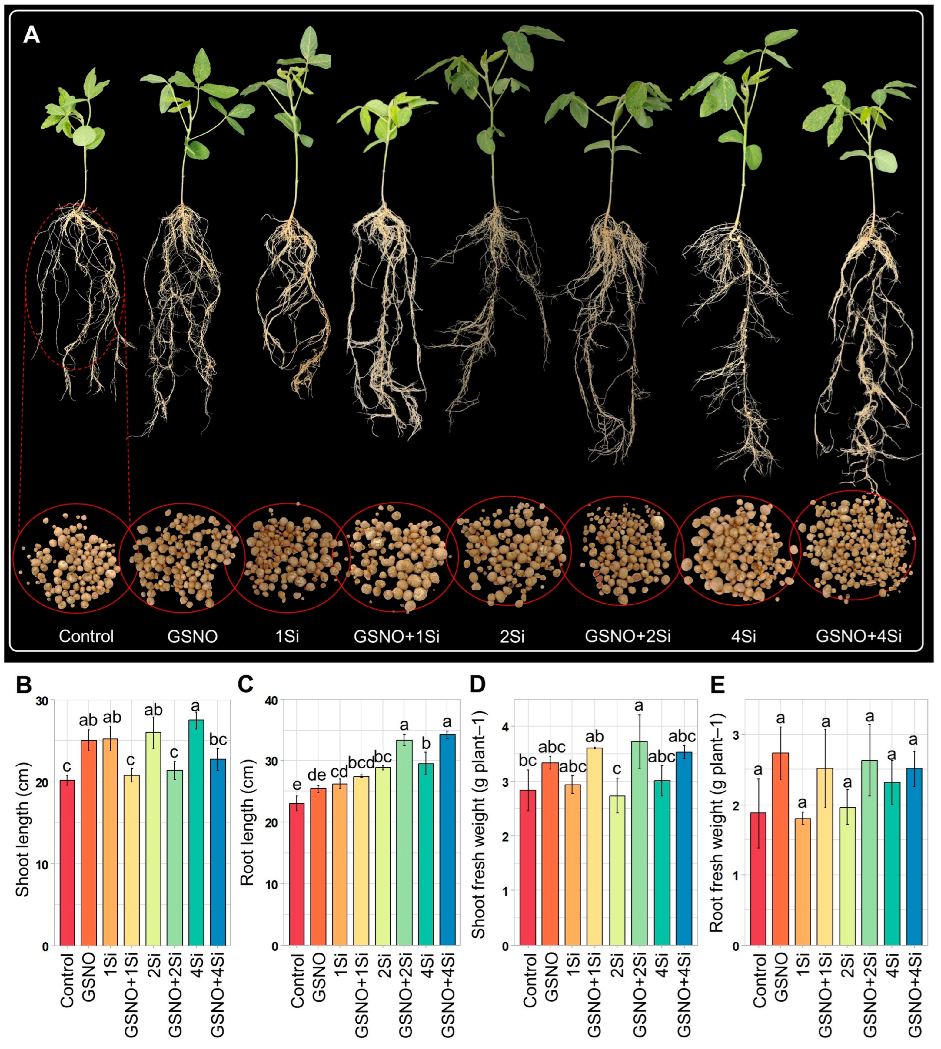 Biomolecules 14 01417 g005 Biomolecules 14 01417 g005