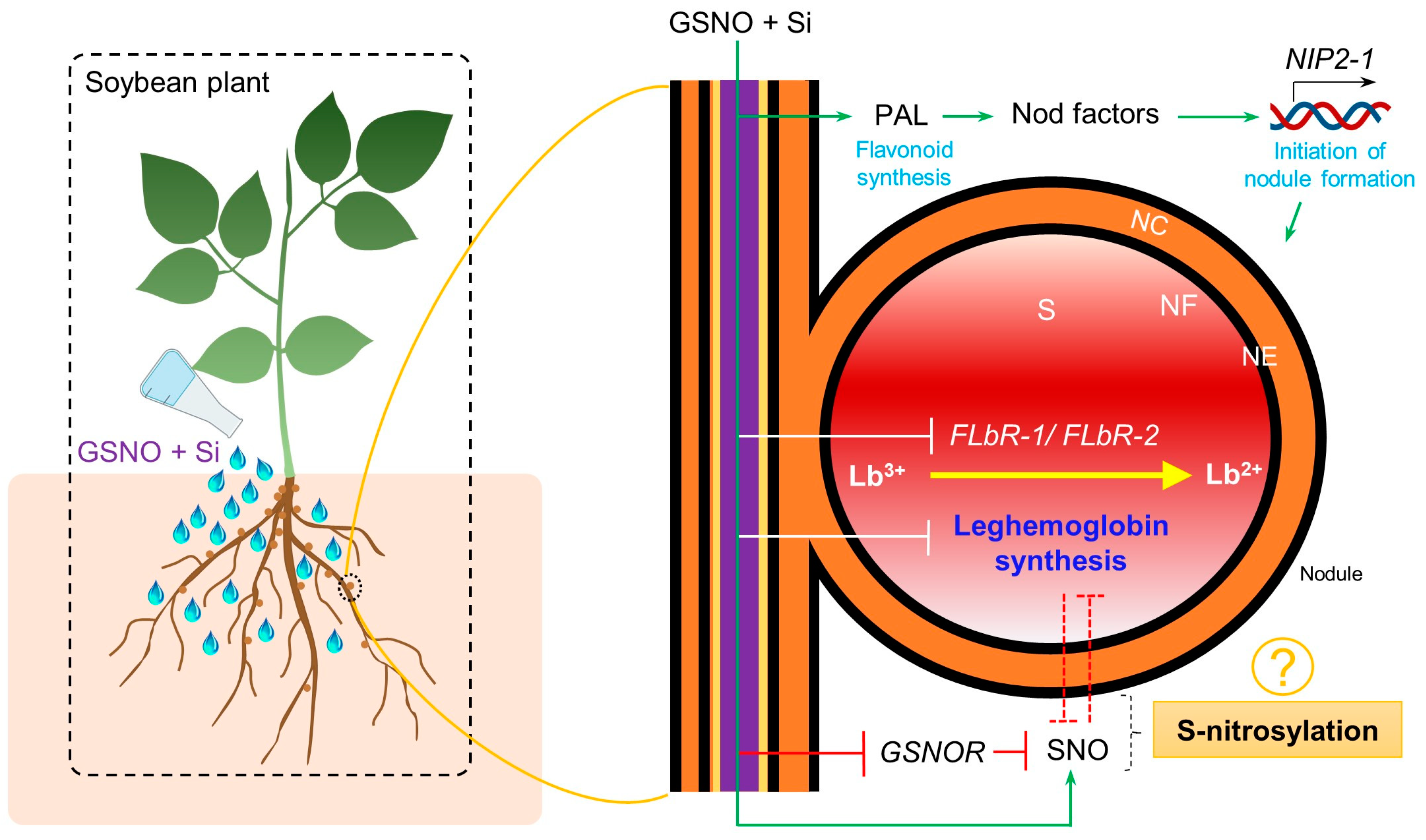 Biomolecules 14 01417 g006 Biomolecules 14 01417 g006