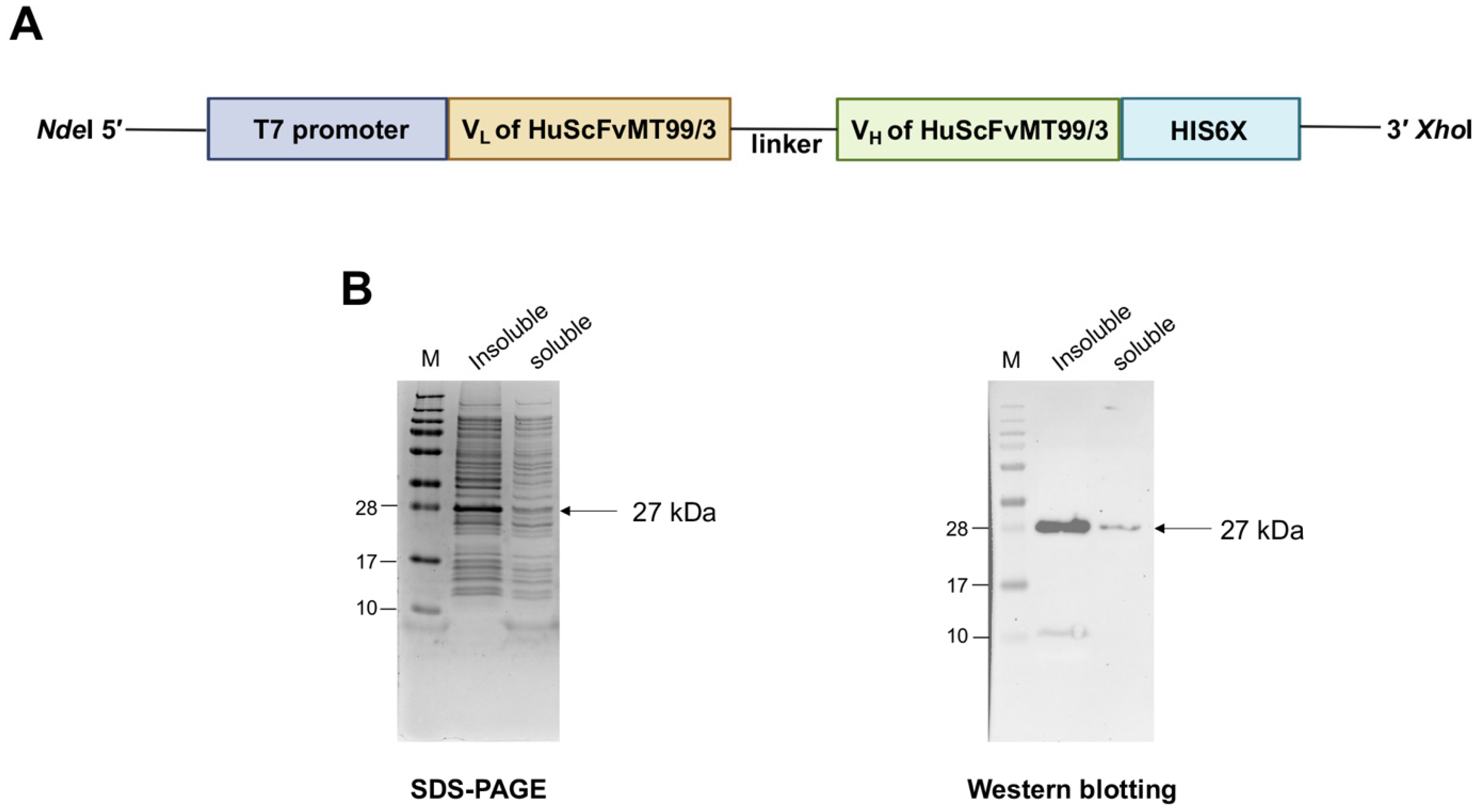 Biomolecules 14 01422 g003