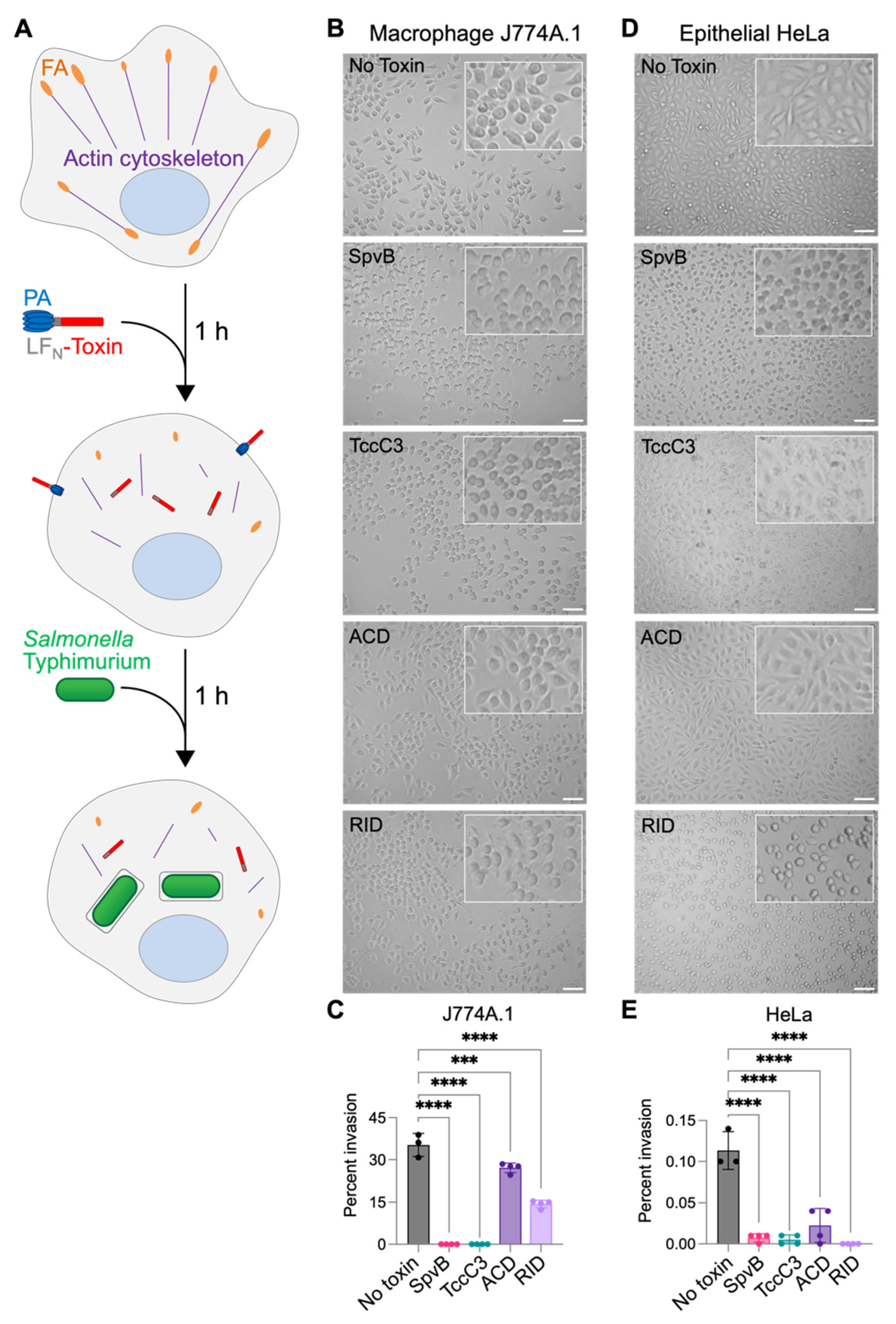 Biomolecules 14 01428 g001