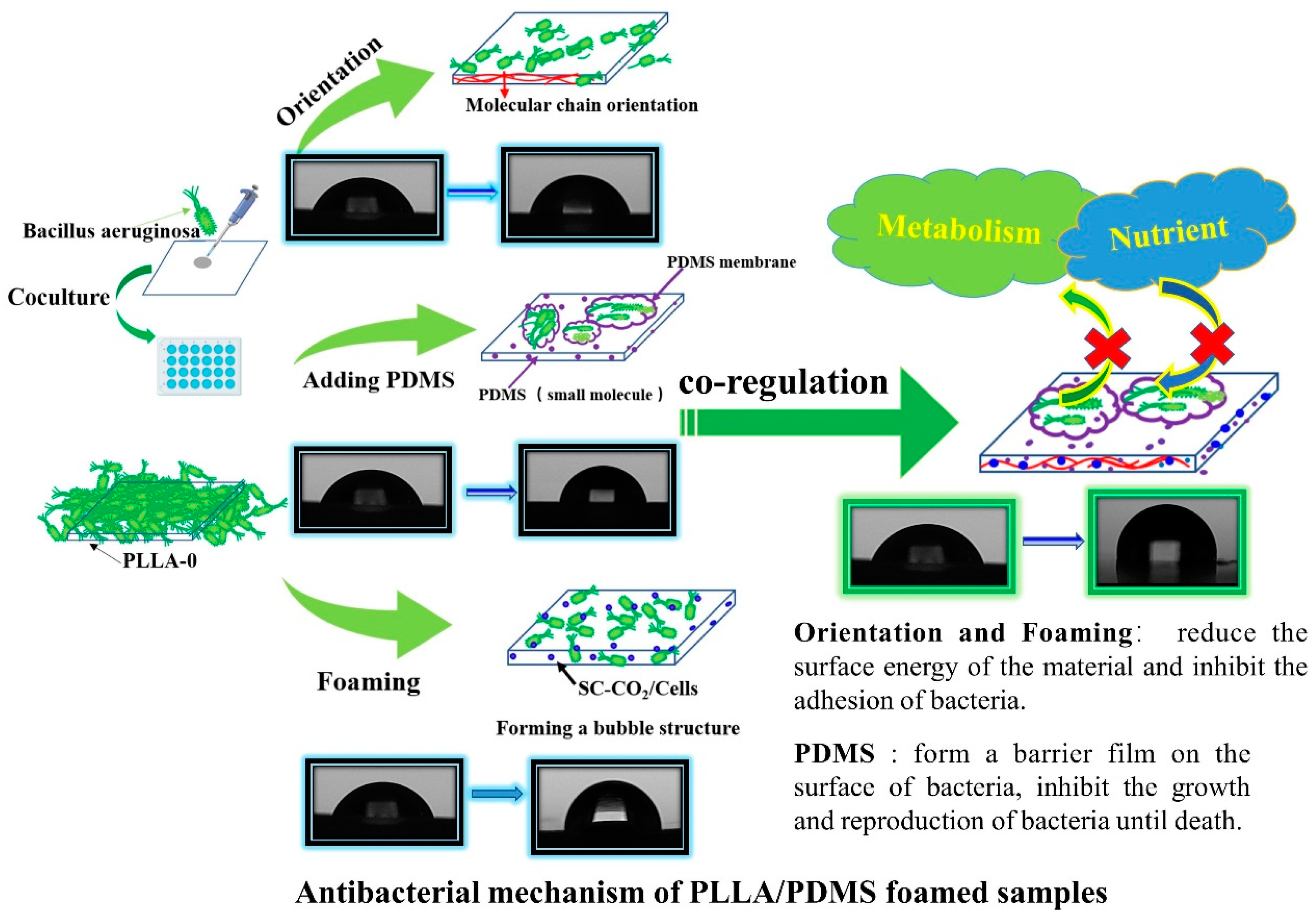 Biomolecules 14 01432 g010