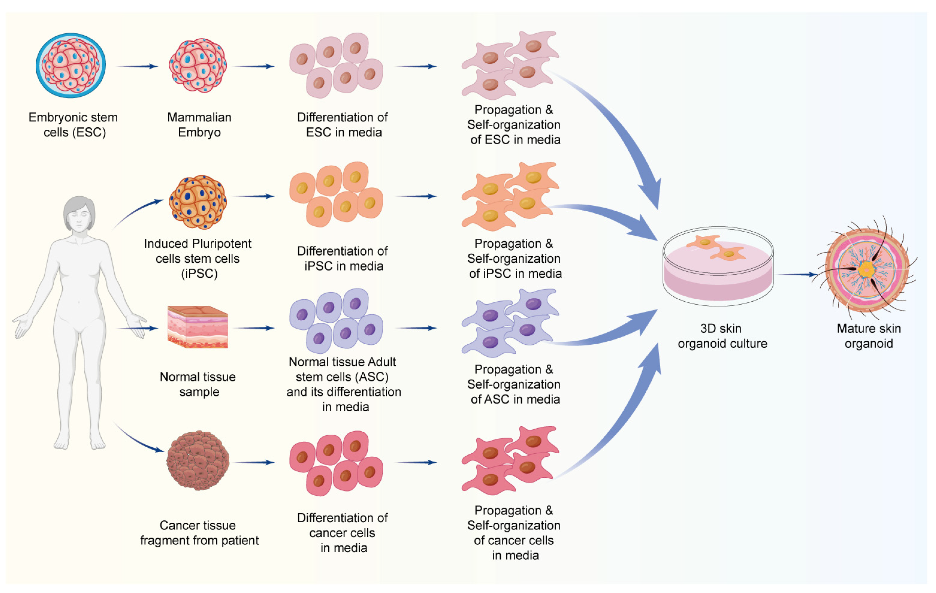 Biomolecules 14 01436 g003