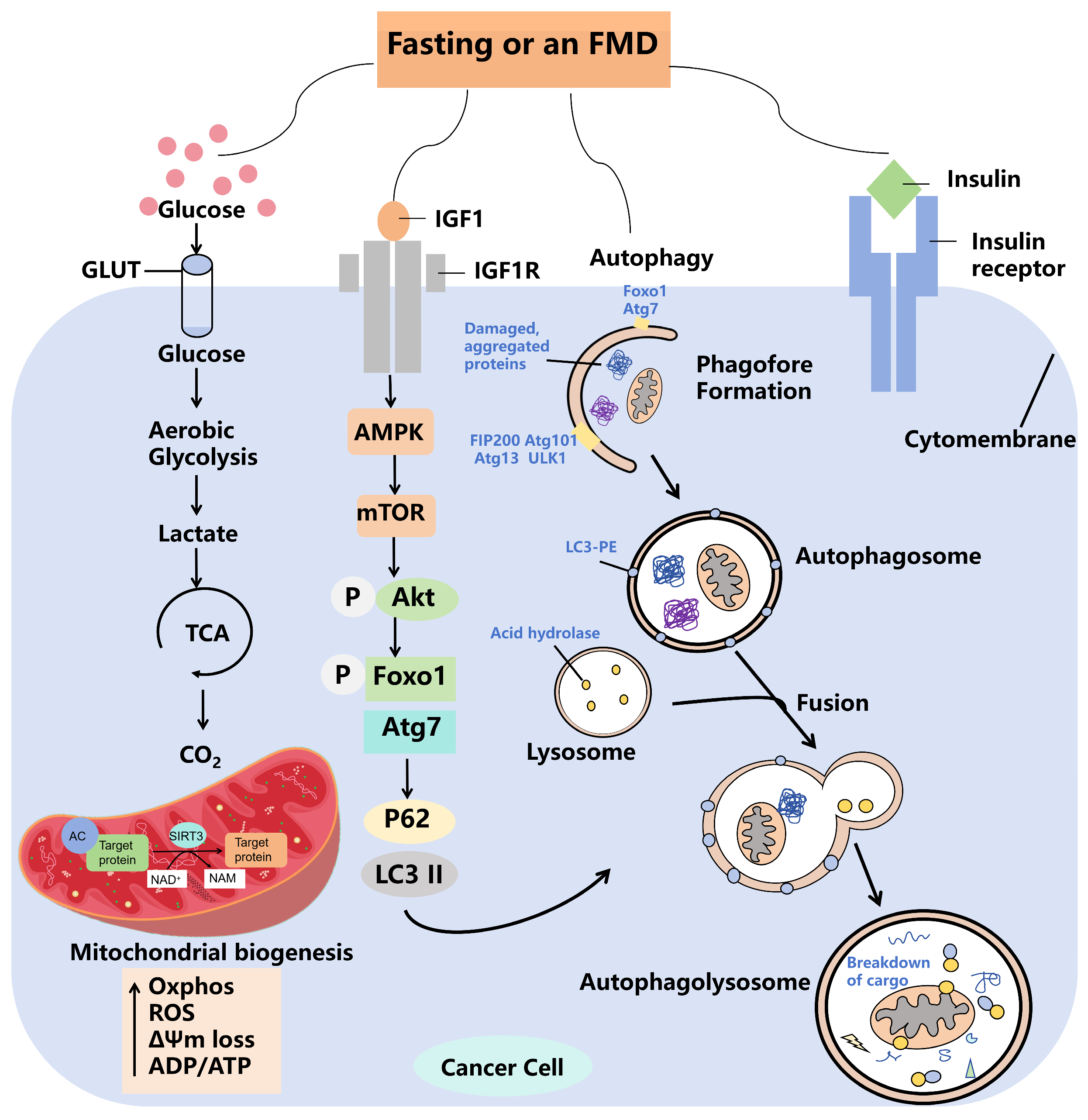 Biomolecules 14 01437 g003
