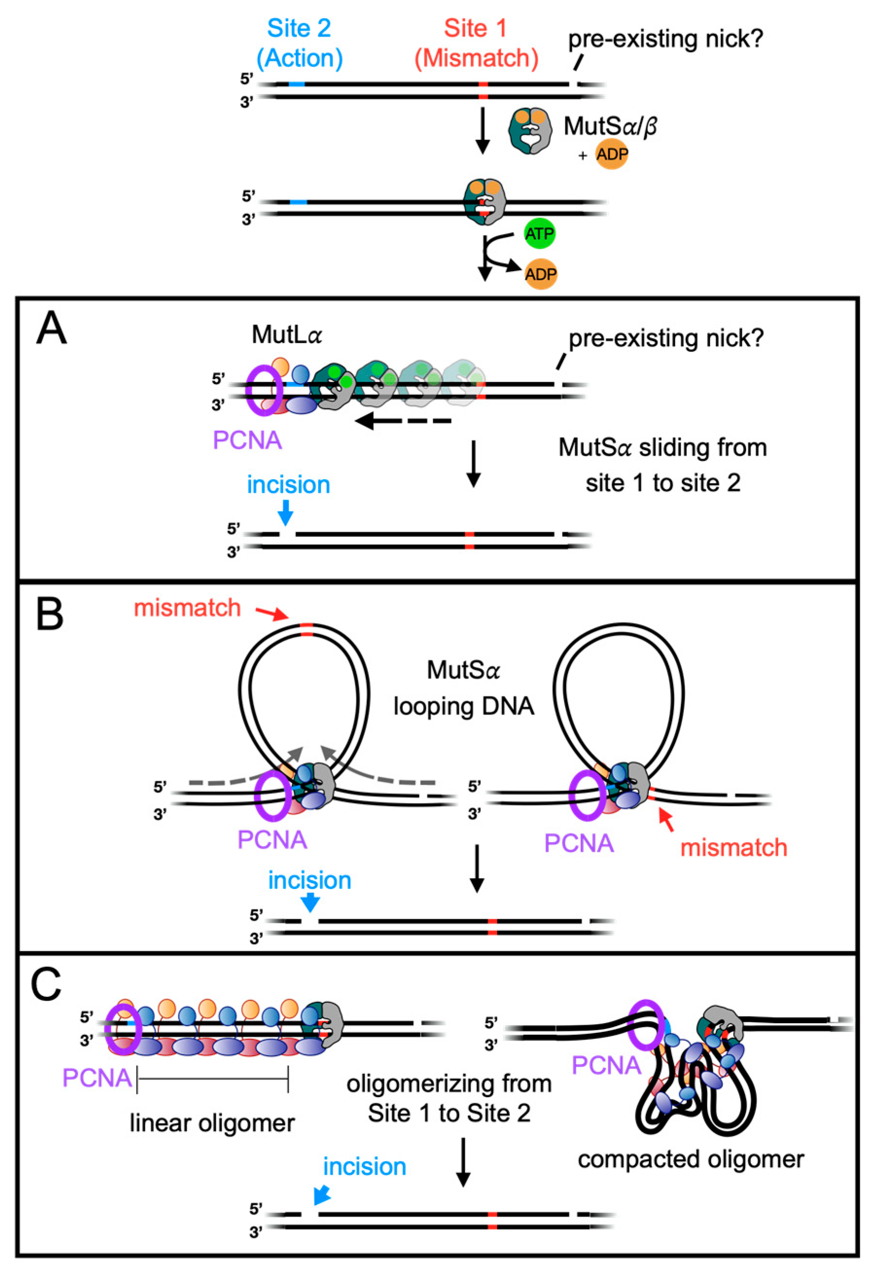Biomolecules 14 01442 g003
